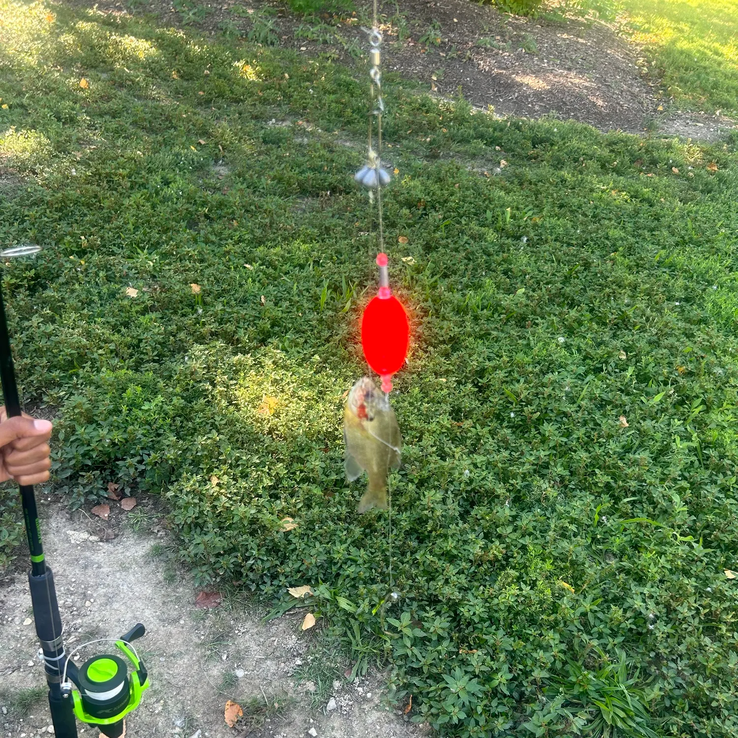 Bluegill caught on Fishbrain