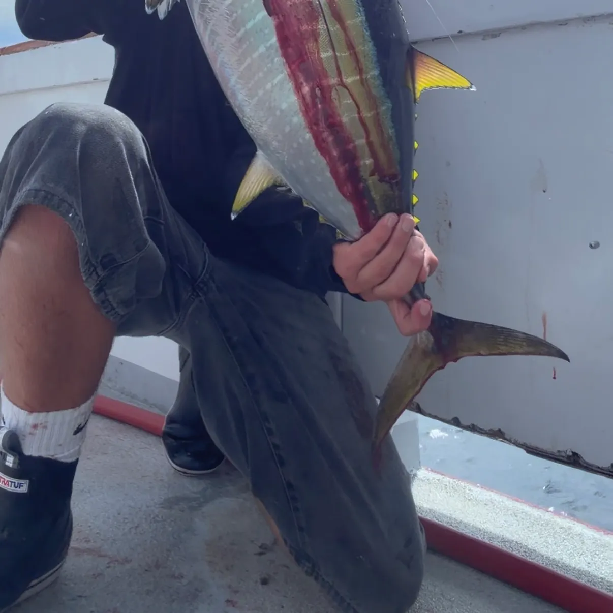 The most recent Yellowfin tuna catches on Fishbrain