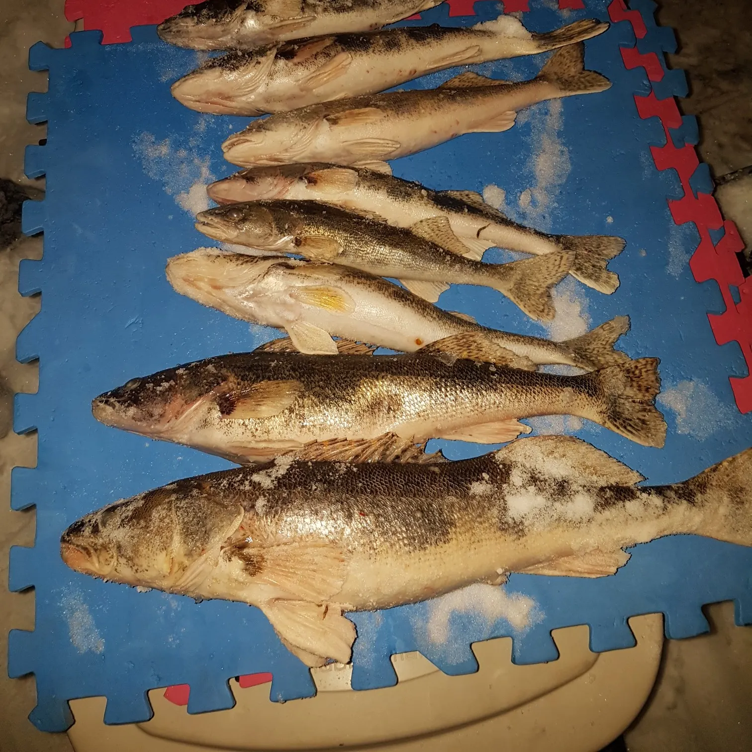 recently logged catches