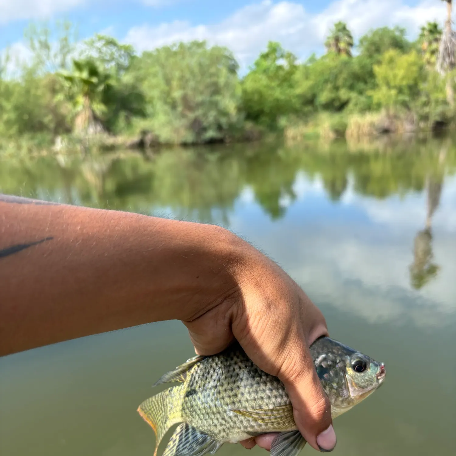Blue tilapia caught on Fishbrain