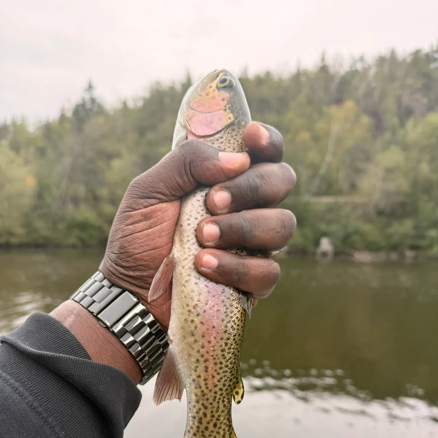 Rainbow trout caught on Fishbrain