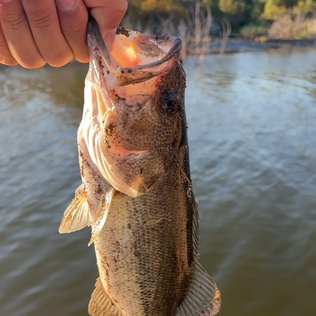 Largemouth bass caught on Fishbrain