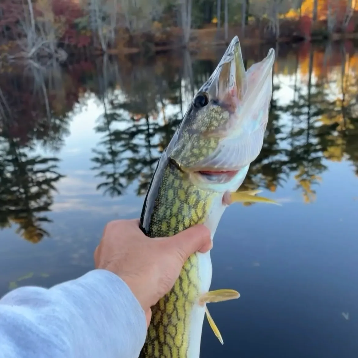 Chain pickerel caught on Fishbrain