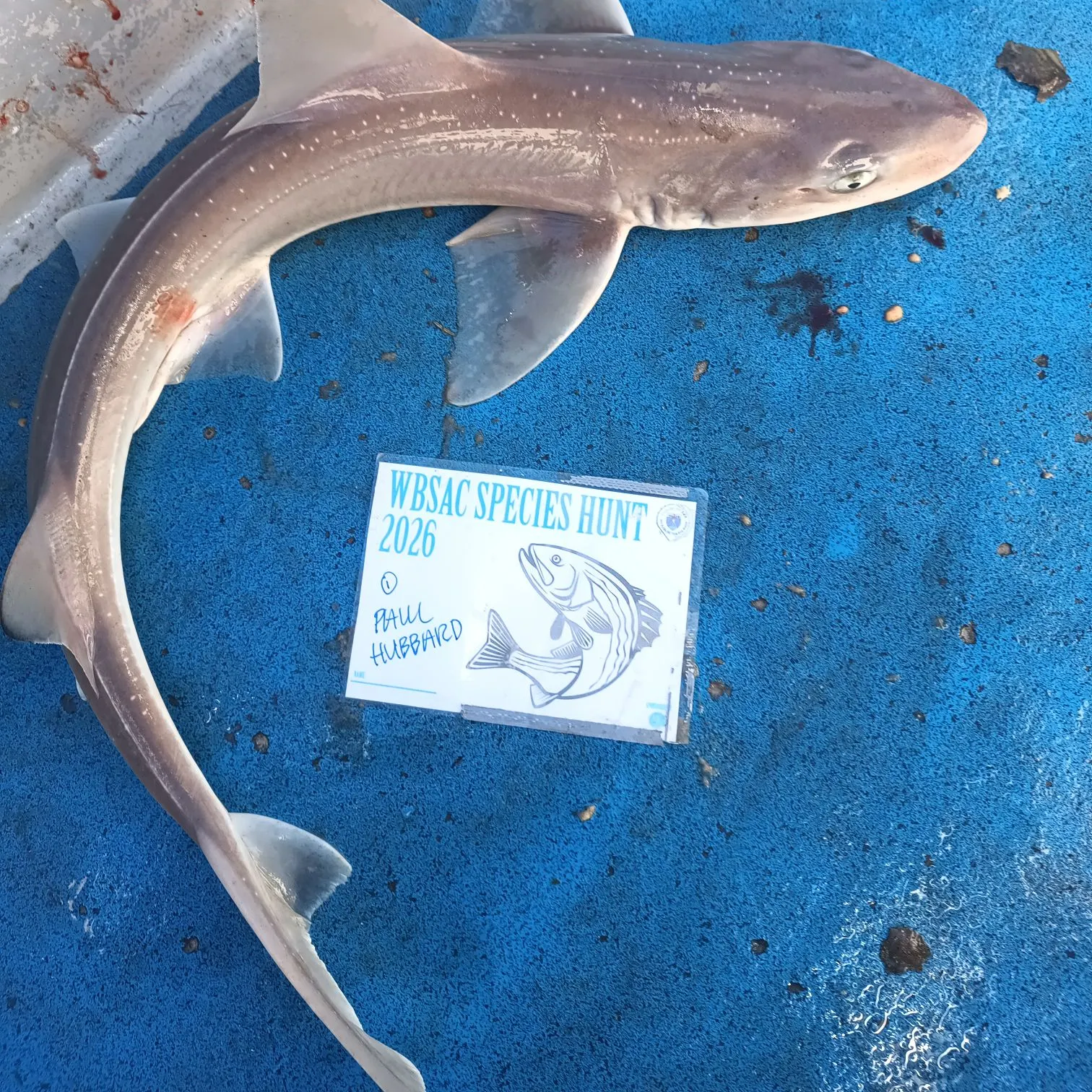 The most recent Starspotted smooth-hound catches on Fishbrain
