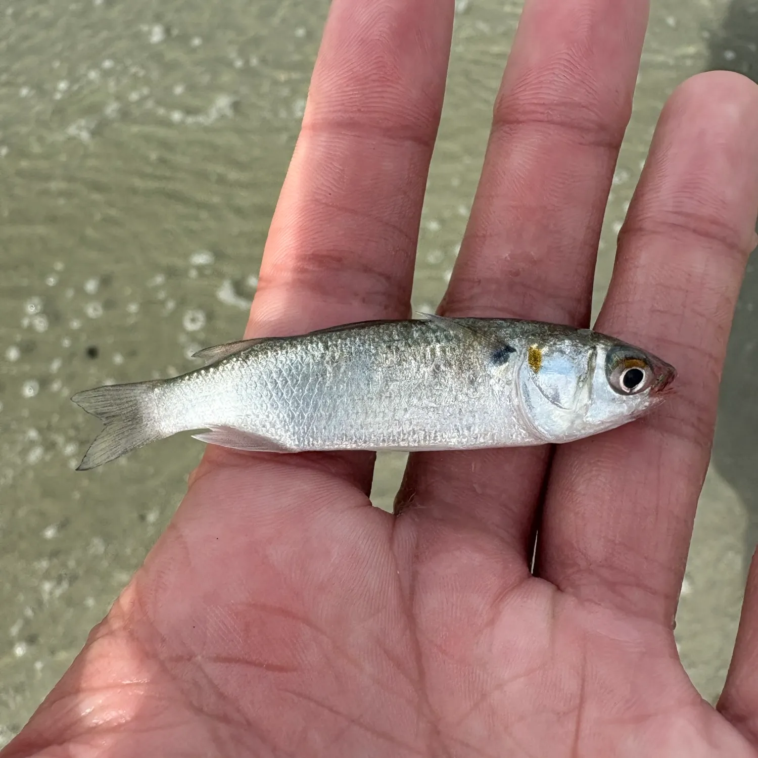 The most recent White mullet catches on Fishbrain