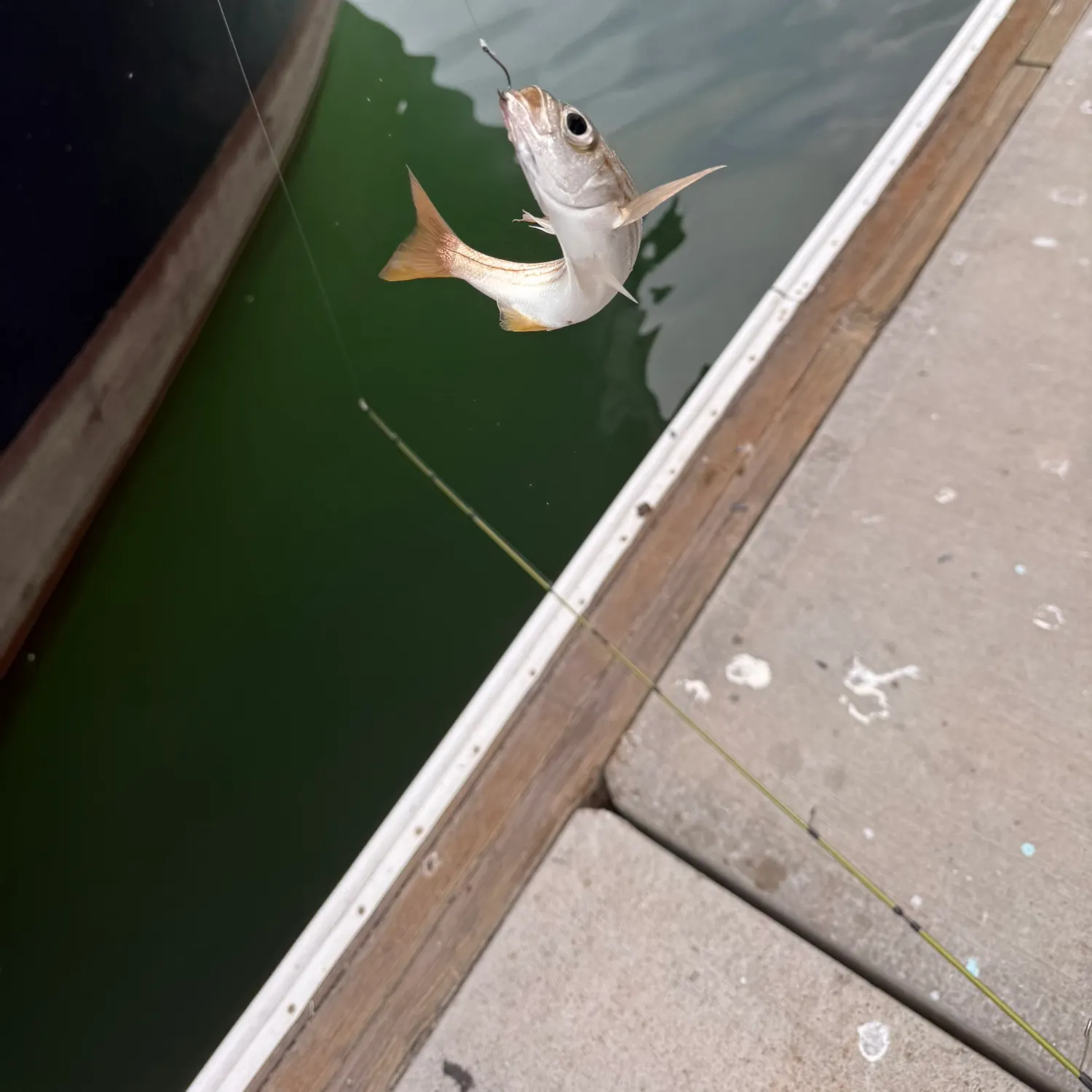 Salema porgy caught on Fishbrain