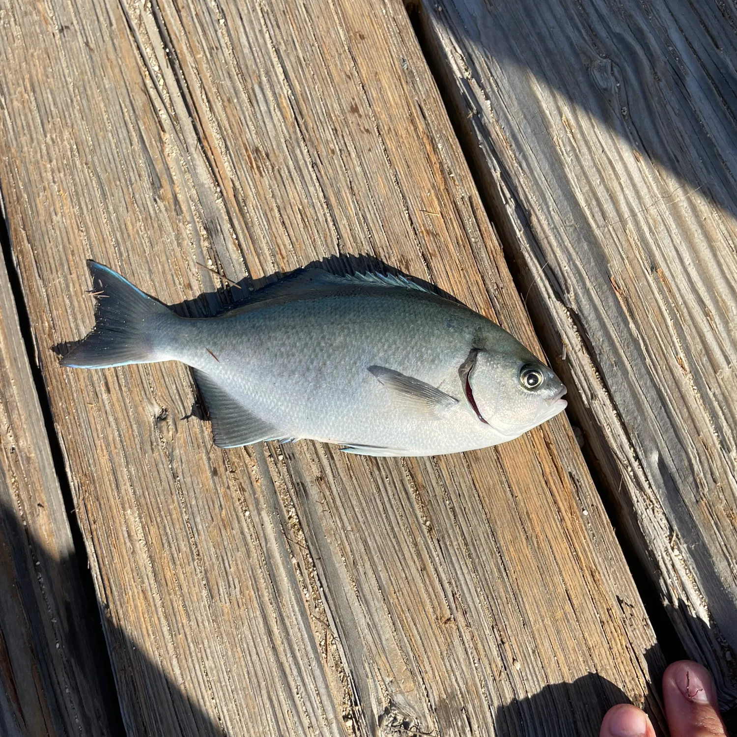 most liked catch image