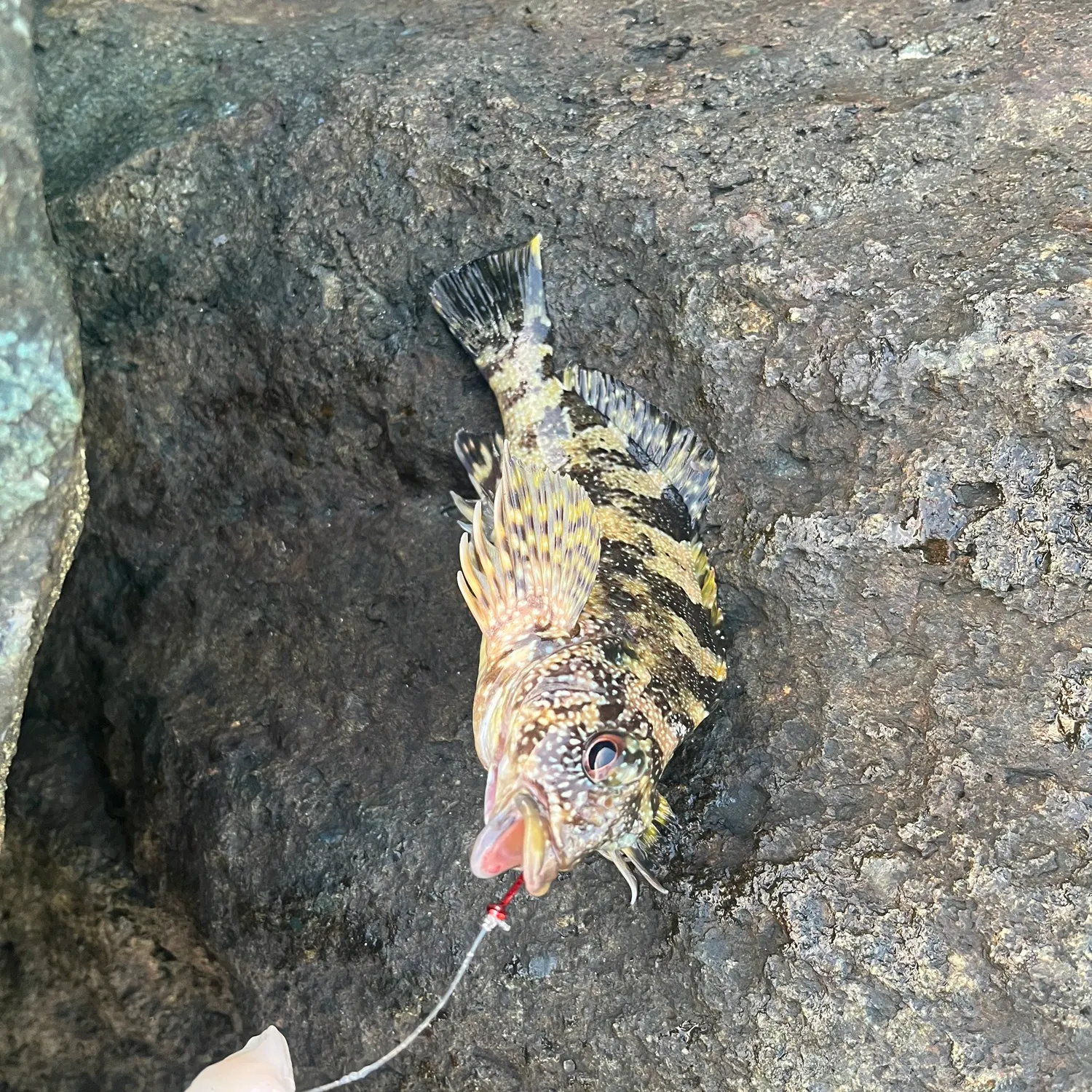 The most recent Eastern kelpfish catches on Fishbrain
