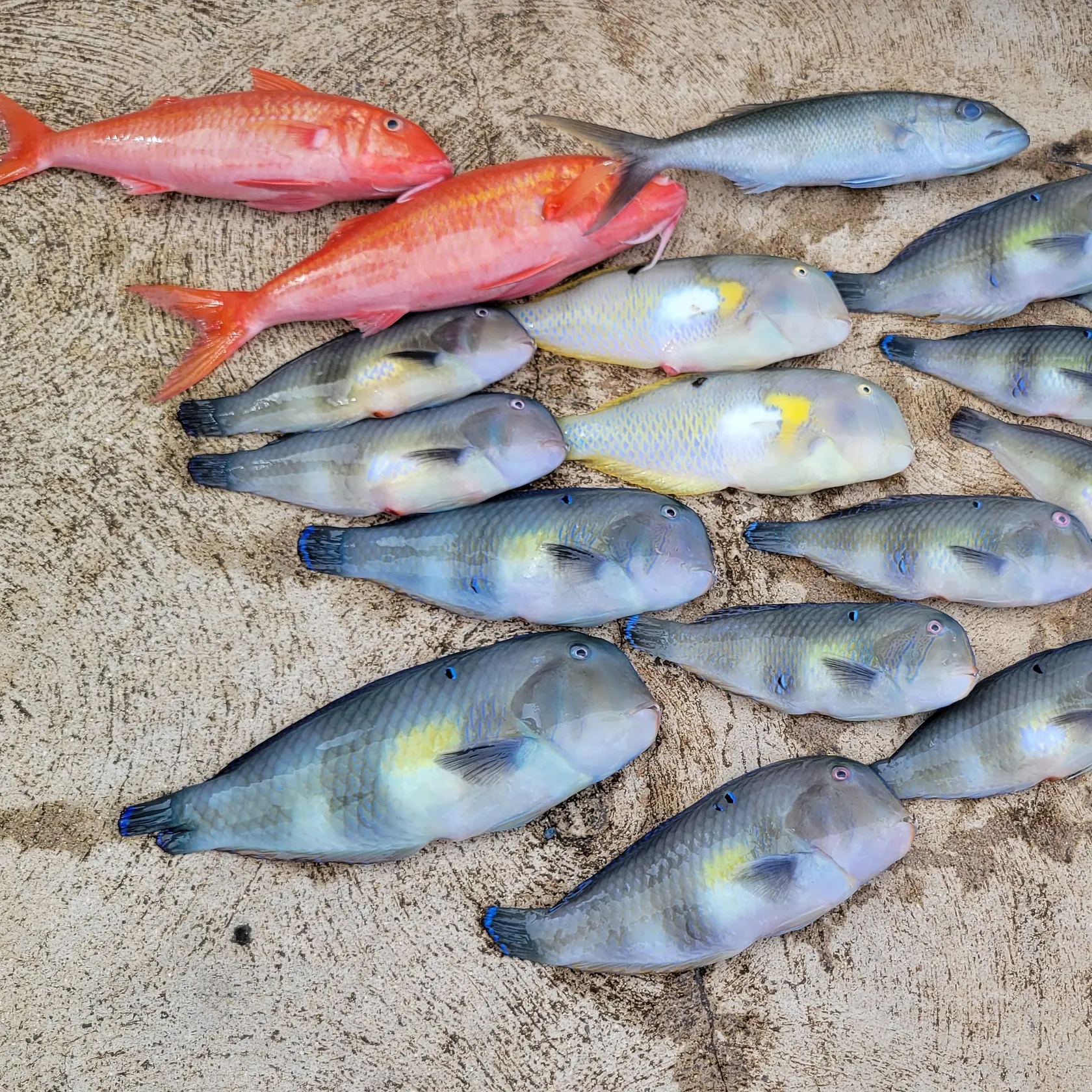 recently logged catches