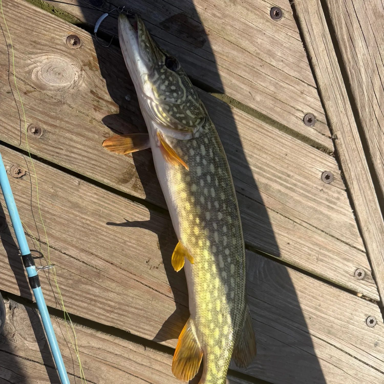 Northern pike caught on Fishbrain