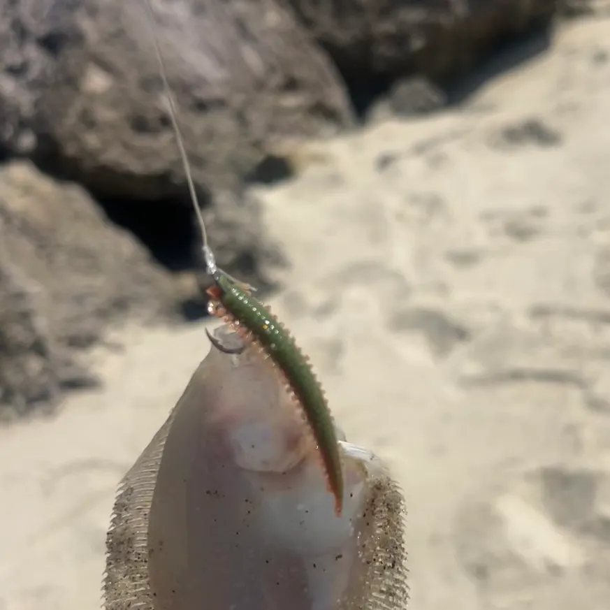 Pacific sanddab caught on Fishbrain