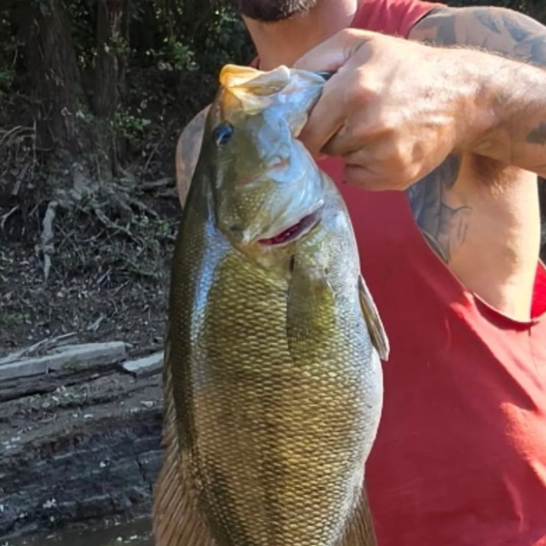Smallmouth bass caught on Fishbrain