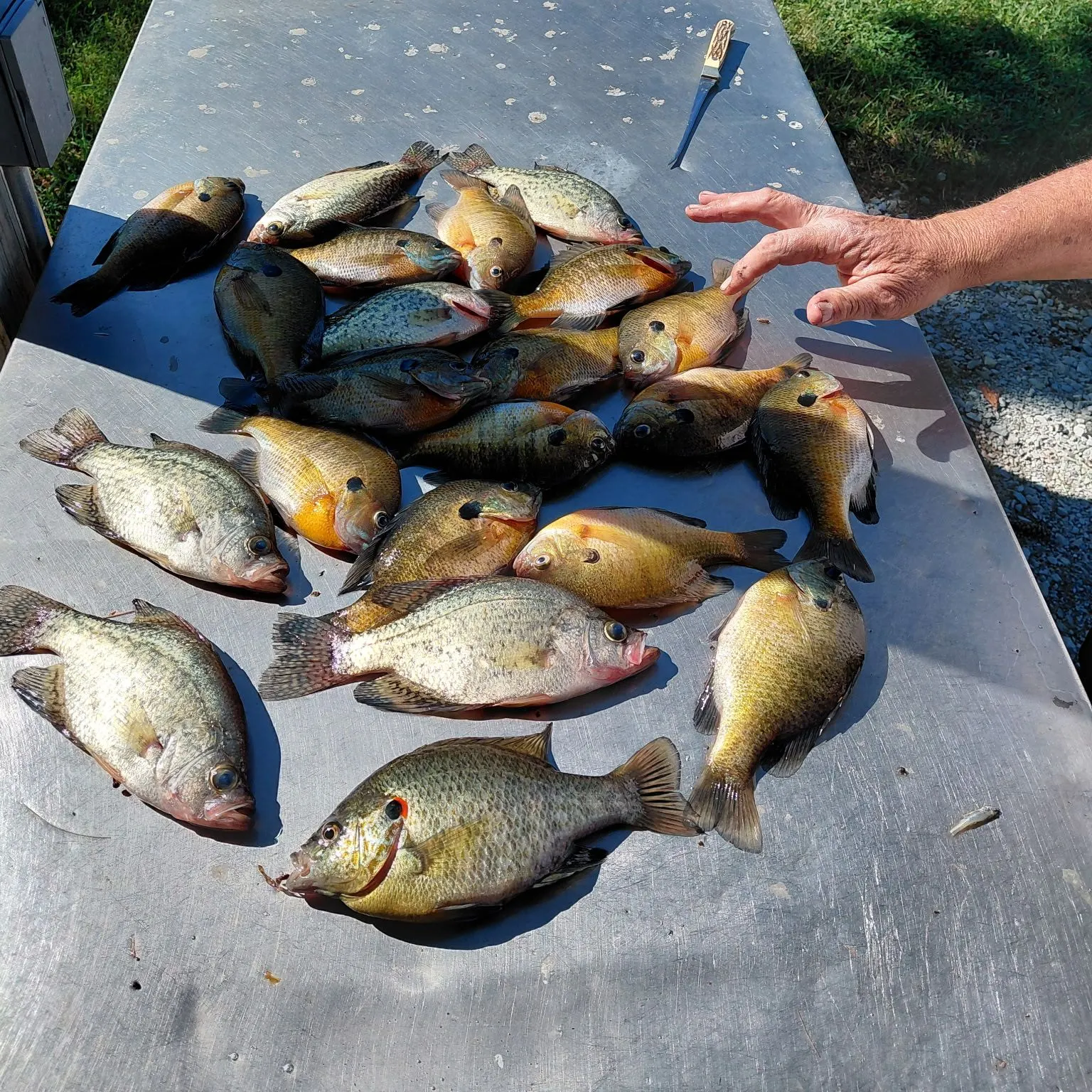 Bluegill caught on Fishbrain