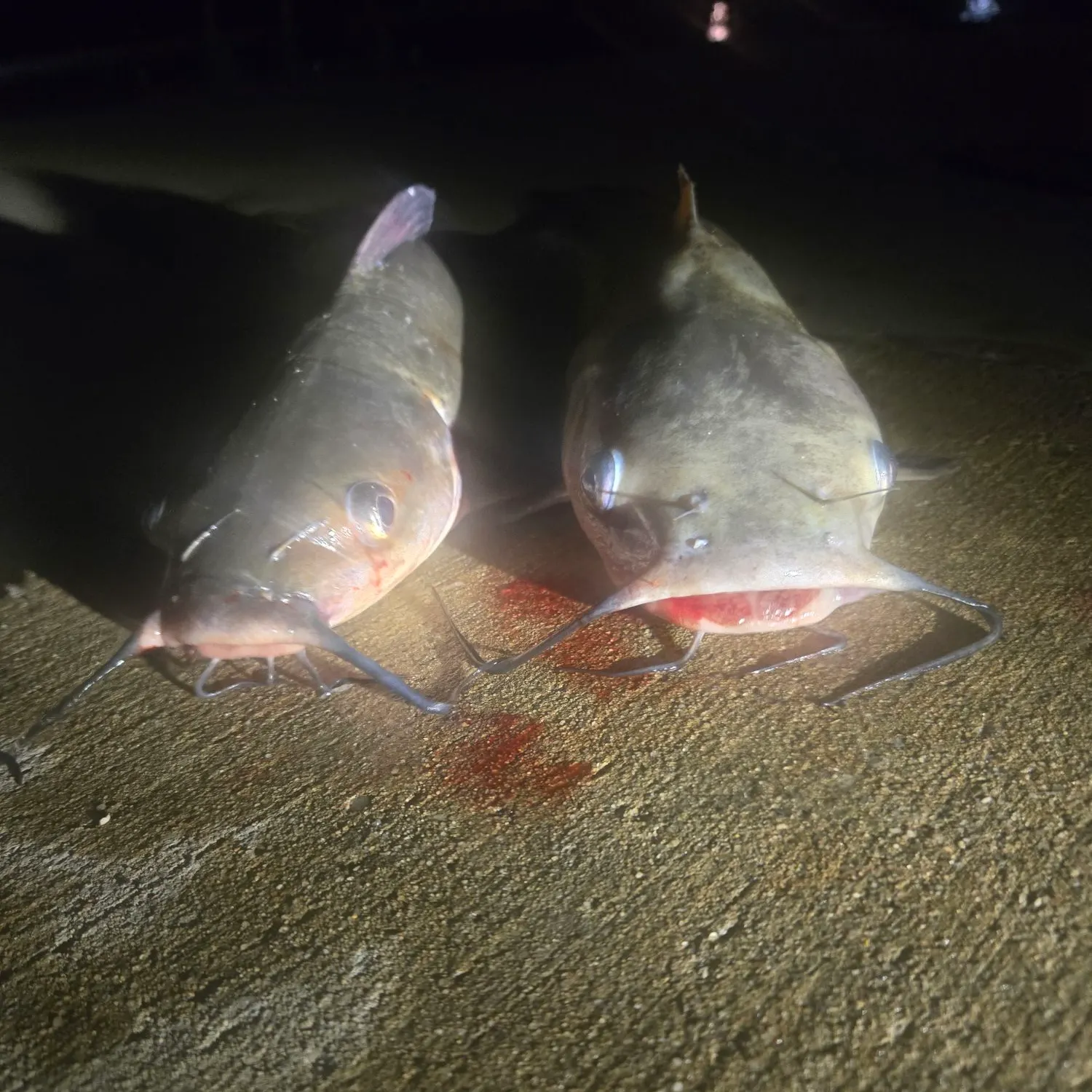 Channel catfish caught on Fishbrain