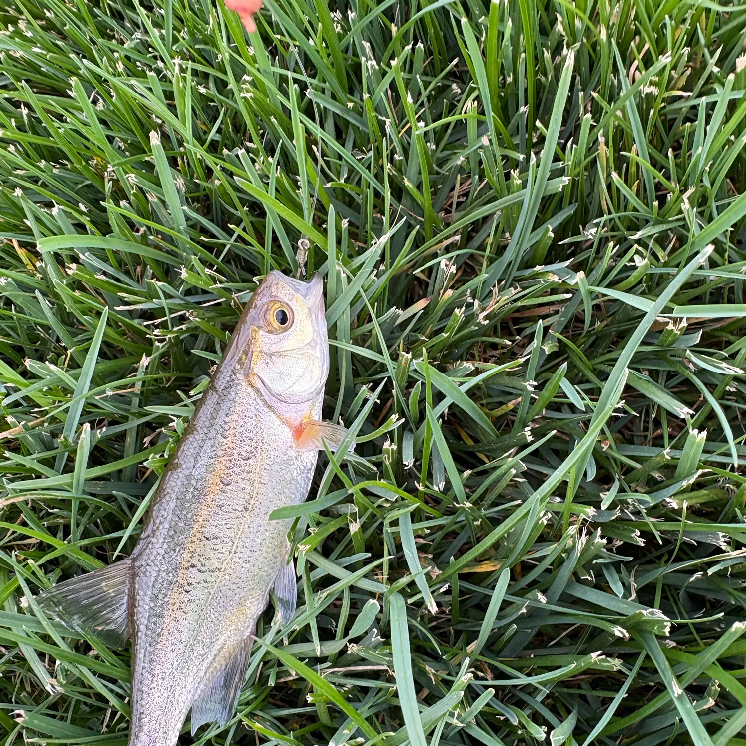 Redside shiner caught on Fishbrain