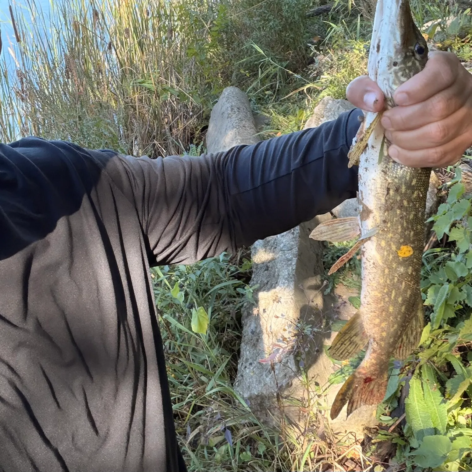 Northern pike caught on Fishbrain