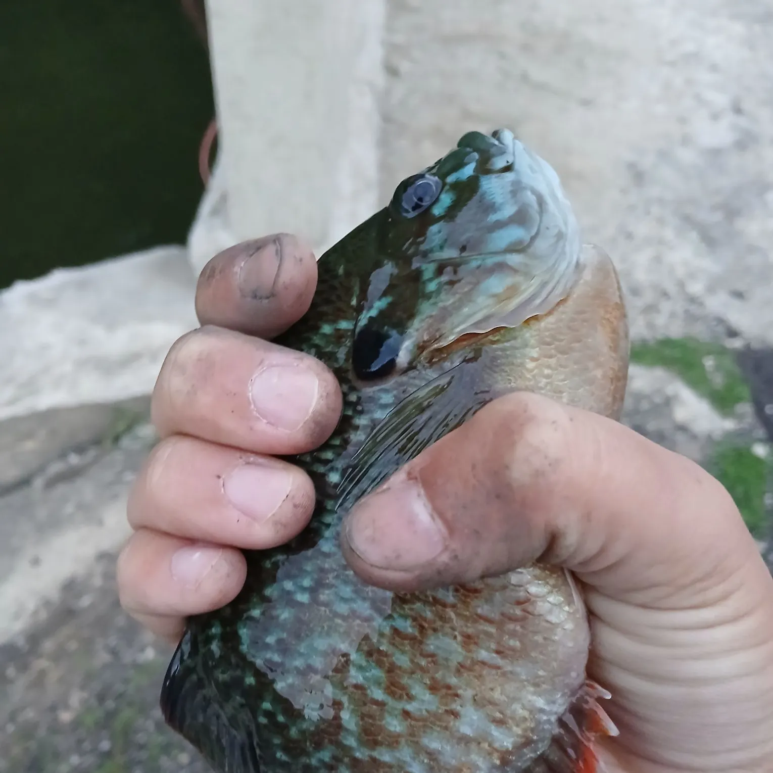 The most recent Greengill hybrid catches on Fishbrain