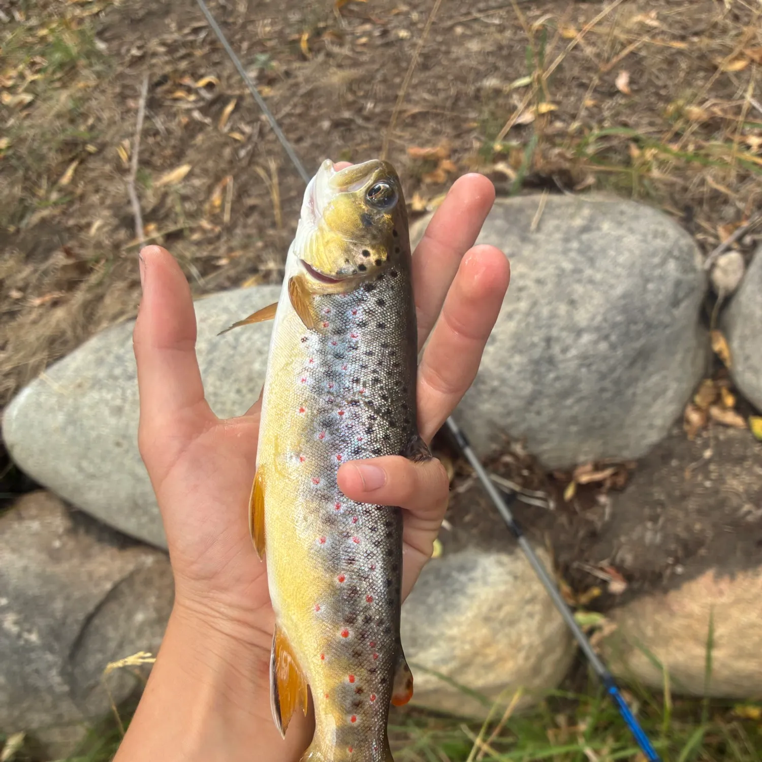 Brown trout caught on Fishbrain