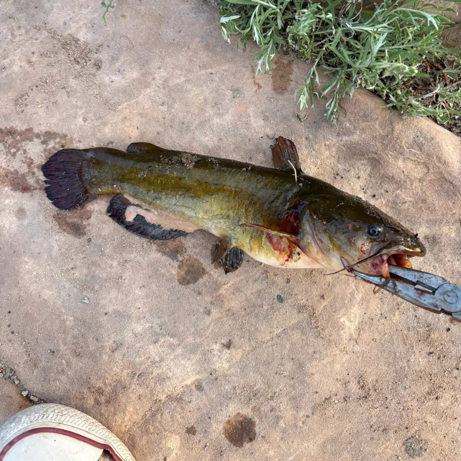 catch