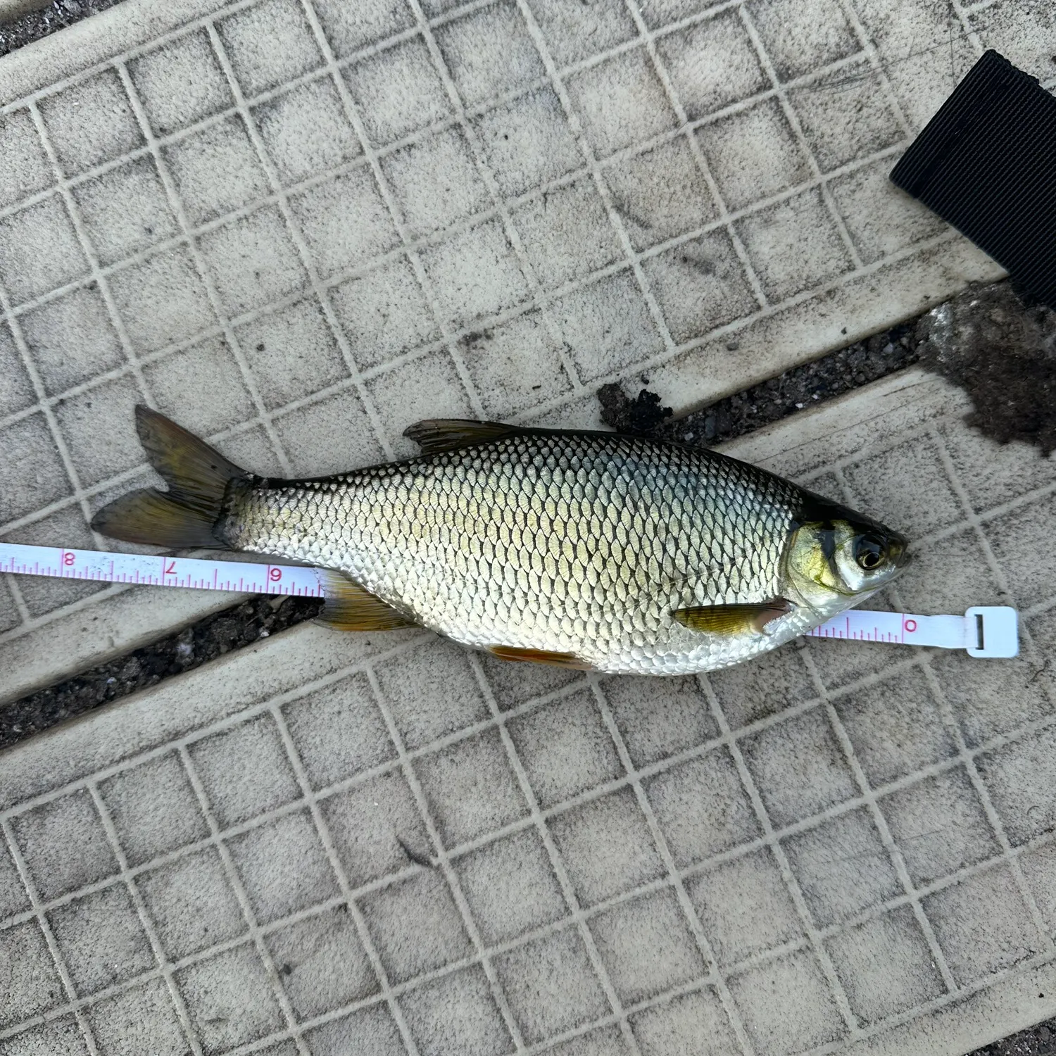 Golden shiner caught on Fishbrain