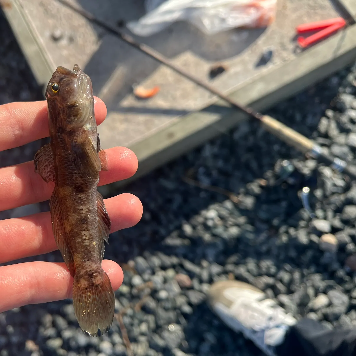 Round goby caught on Fishbrain