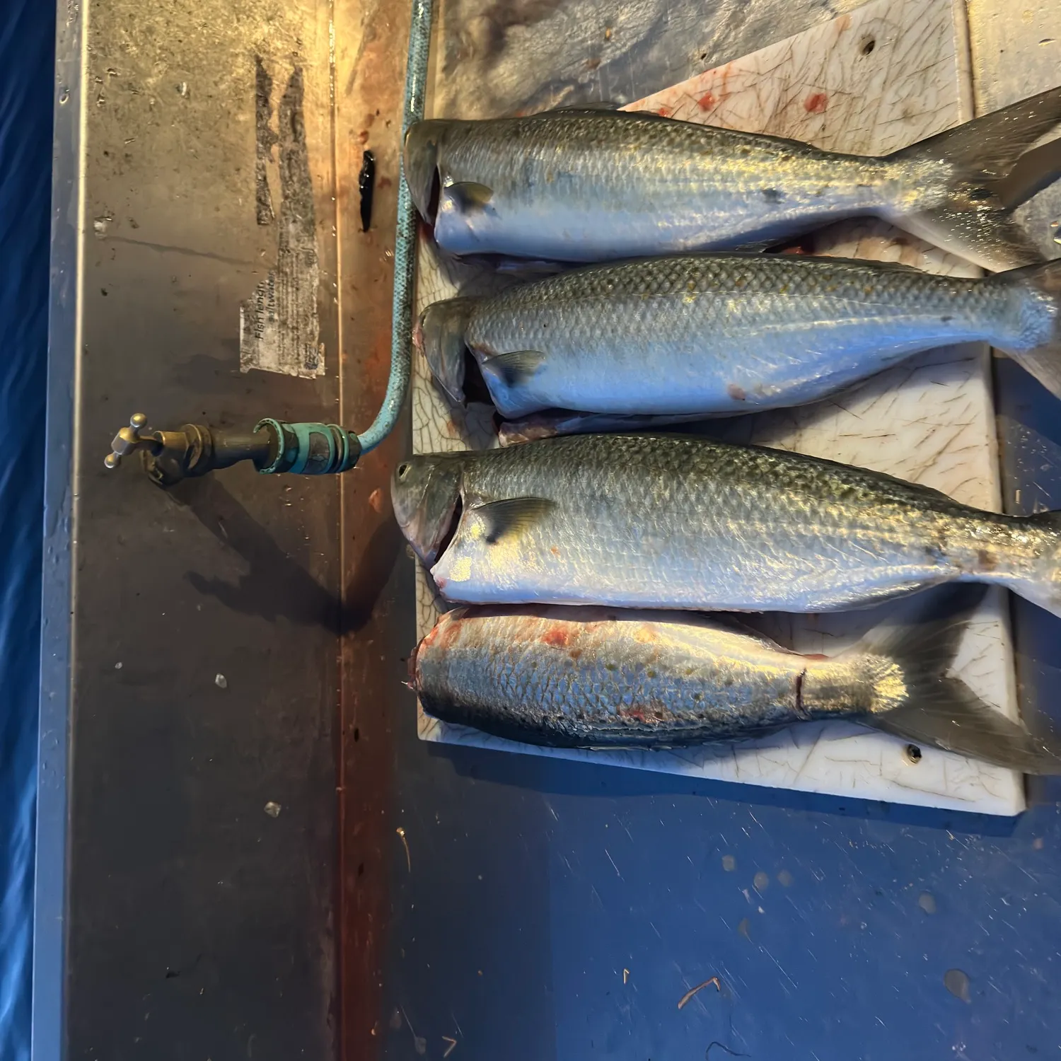 Eastern Australian salmon caught on Fishbrain