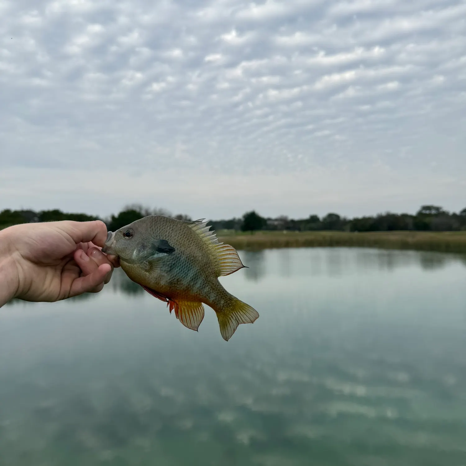 The most recent Grey triggerfish catches on Fishbrain