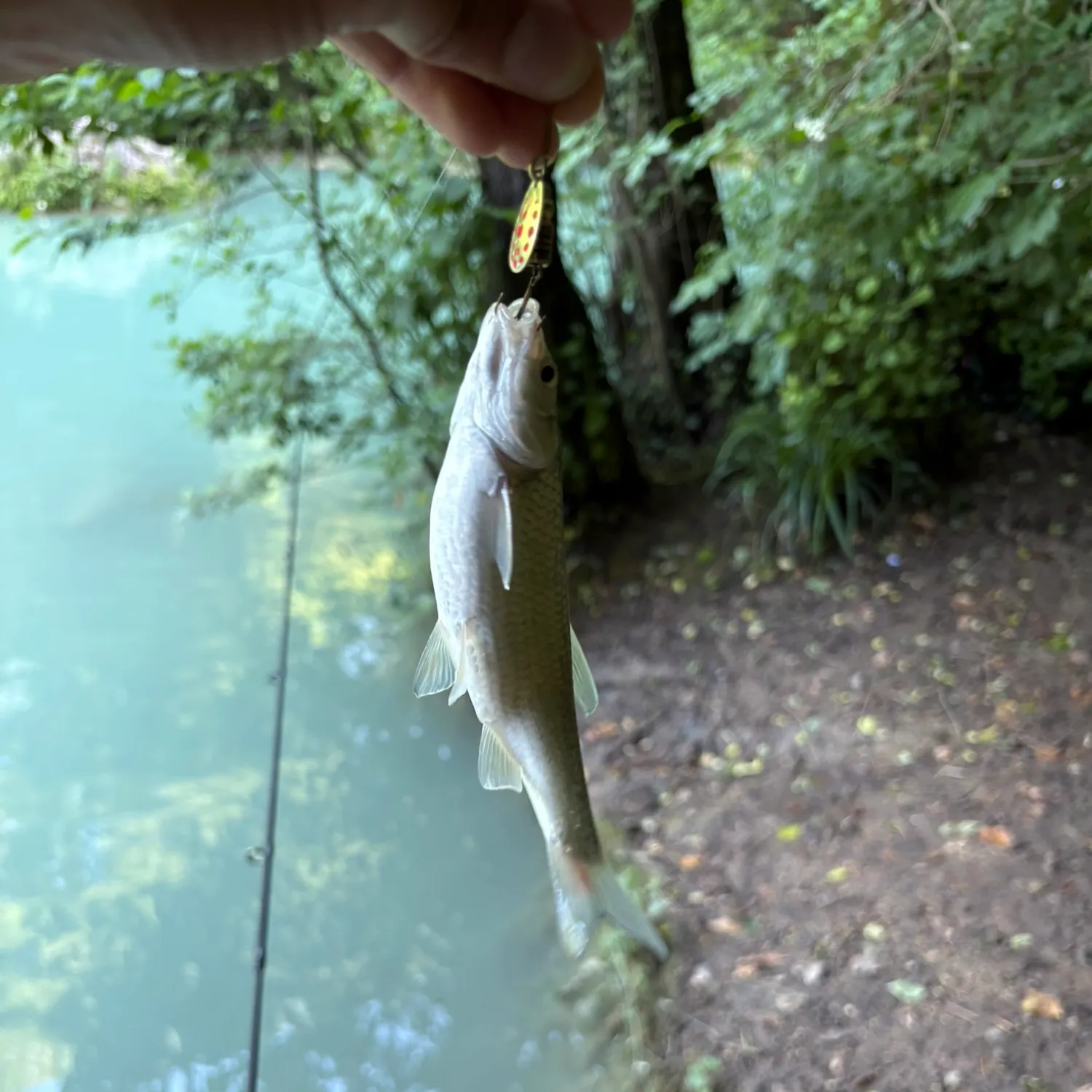The most recent European chub catches on Fishbrain