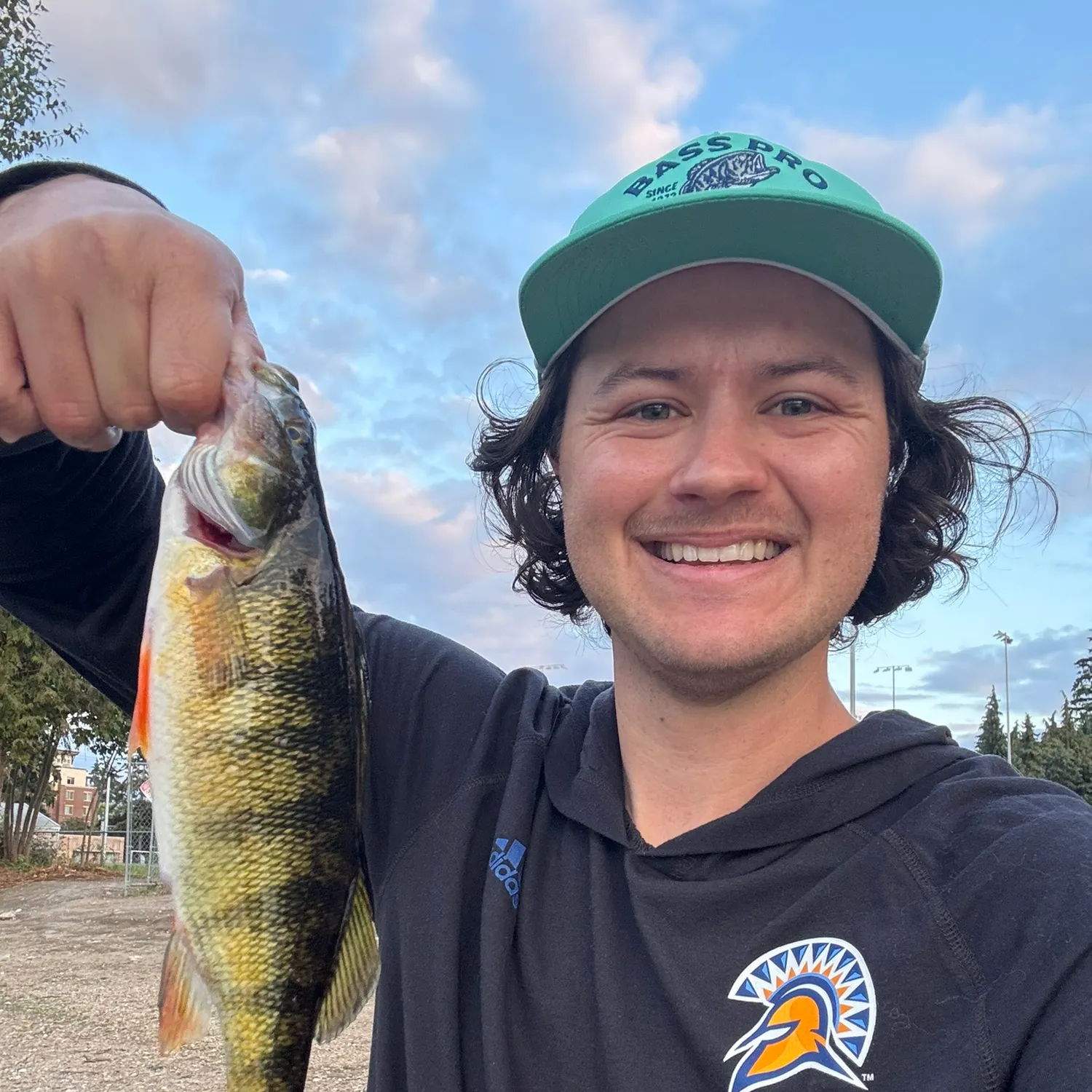 Yellow perch caught on Fishbrain