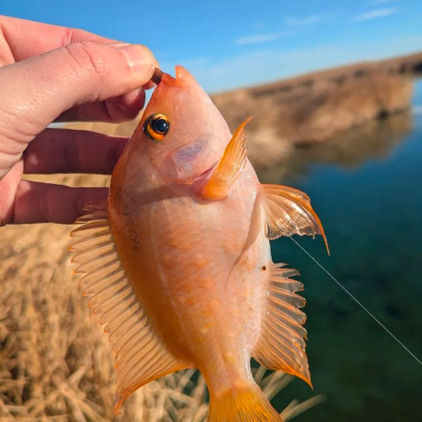 The most recent Red devil cichlid catches on Fishbrain