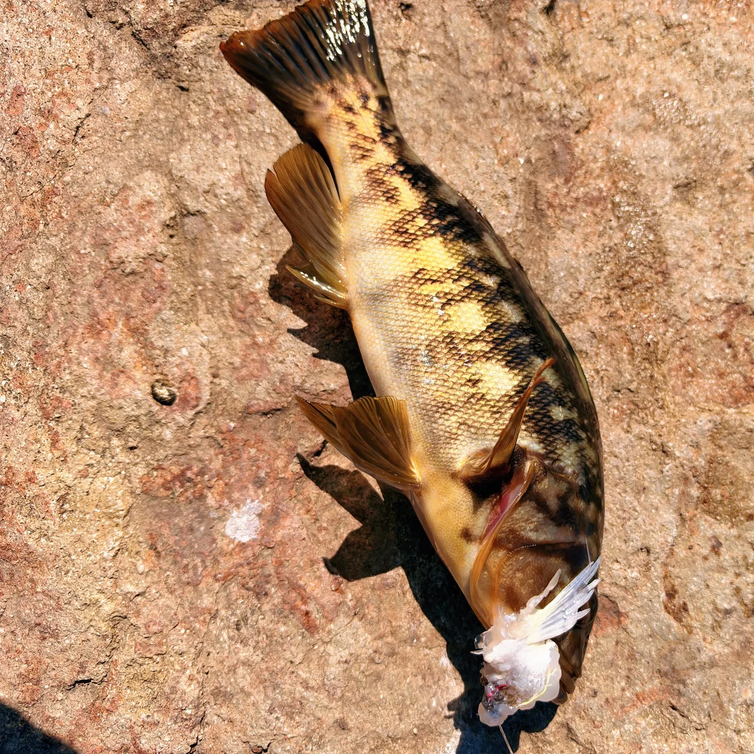Barred sand bass caught on Fishbrain