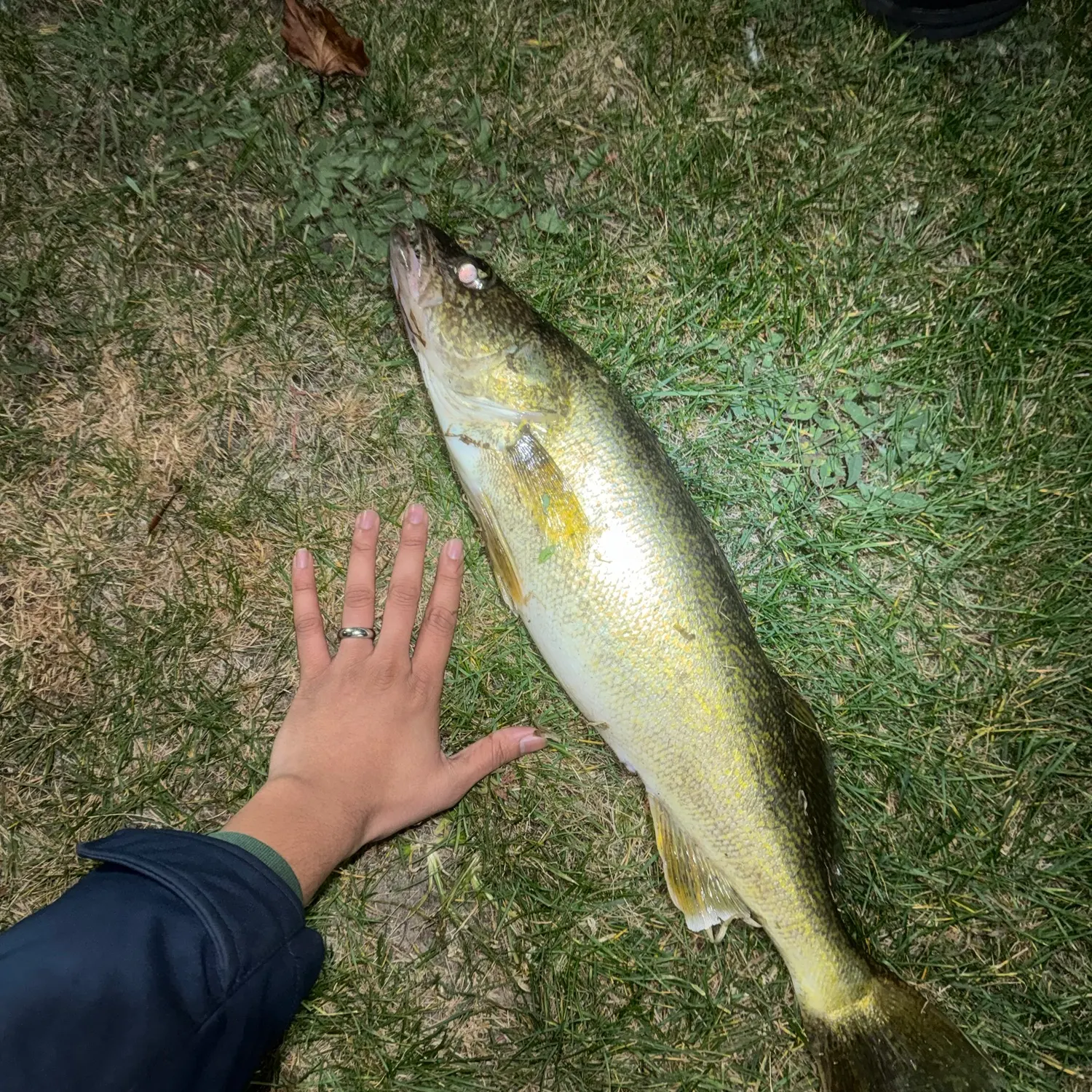 Walleye caught on Fishbrain