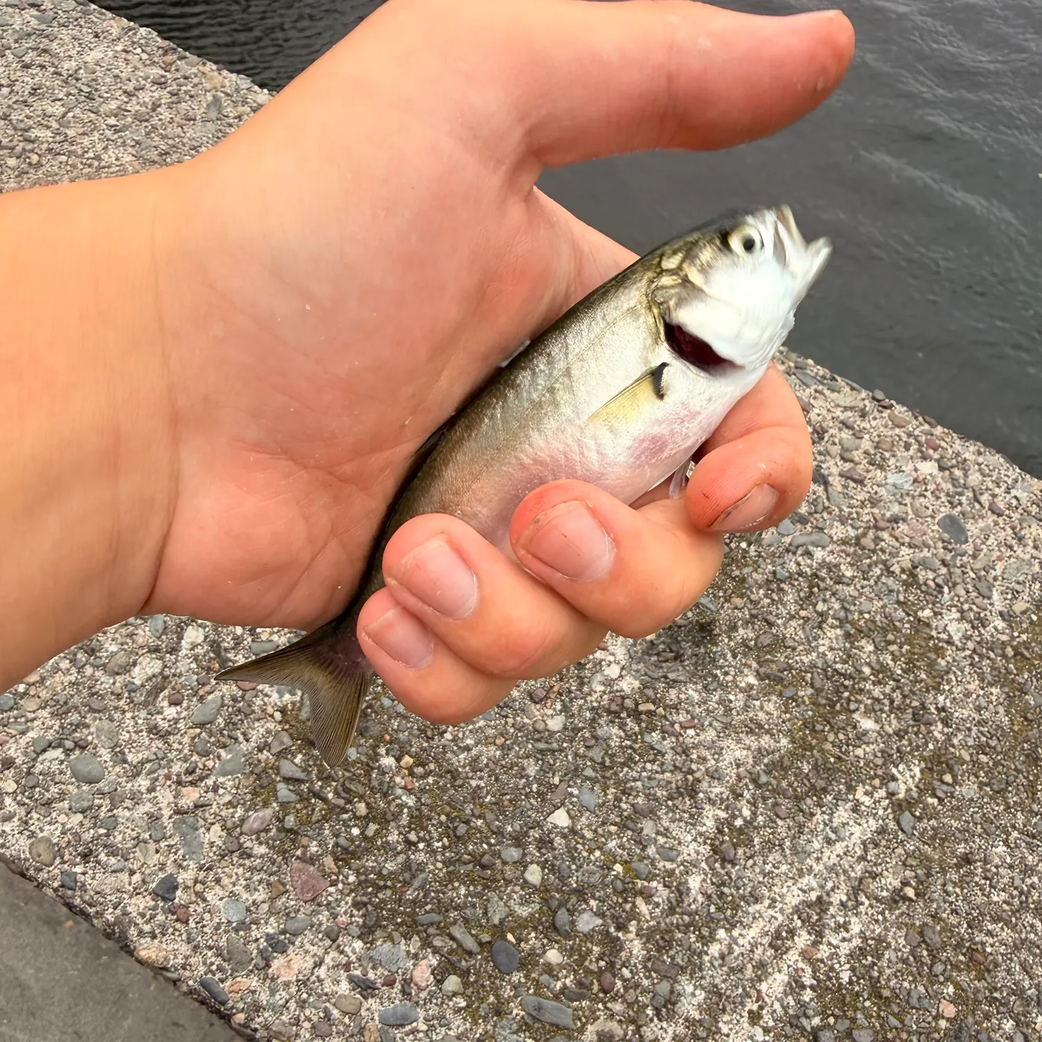Bluefish caught on Fishbrain