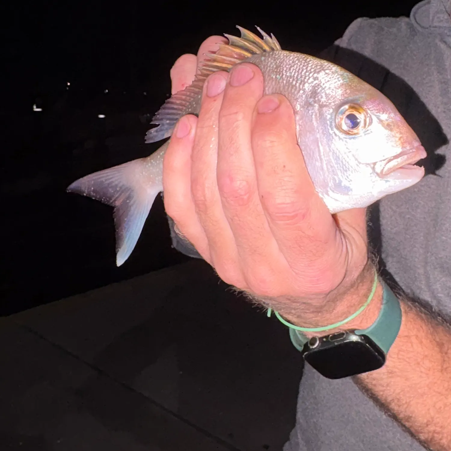 Australasian snapper caught on Fishbrain