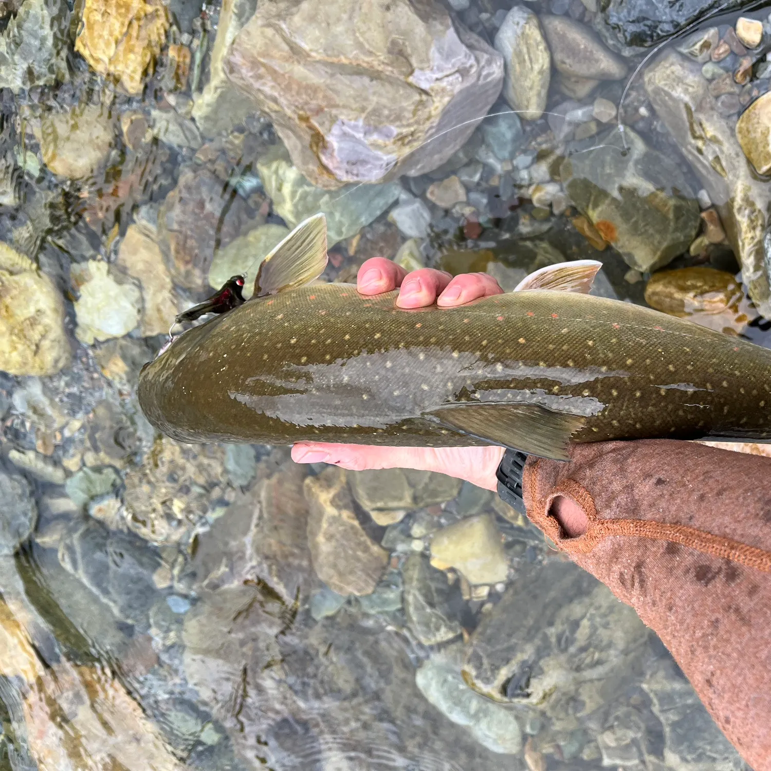 Bull trout caught on Fishbrain
