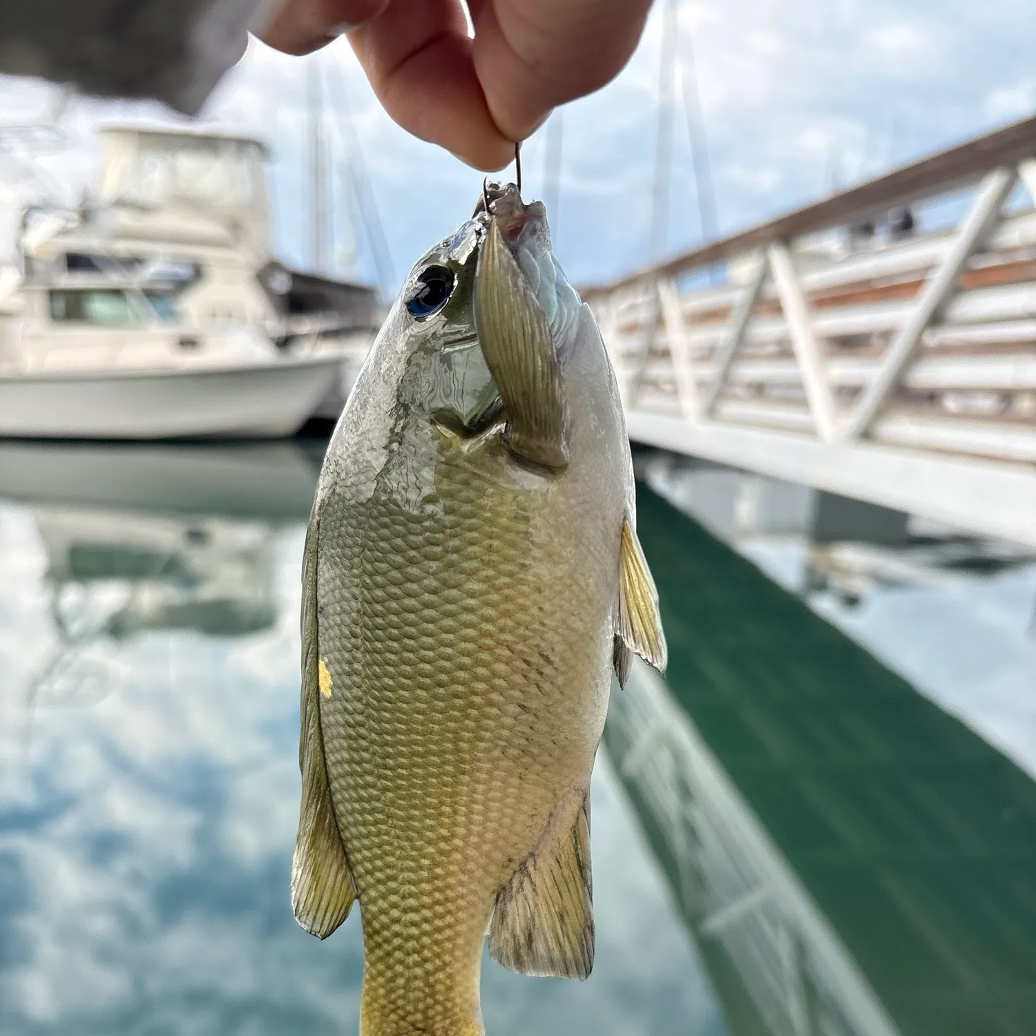 Opaleye caught on Fishbrain