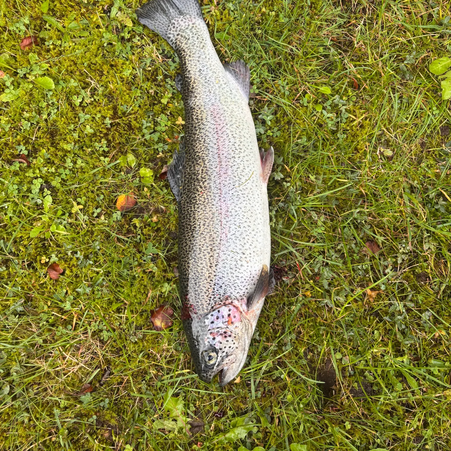 Rainbow trout caught on Fishbrain