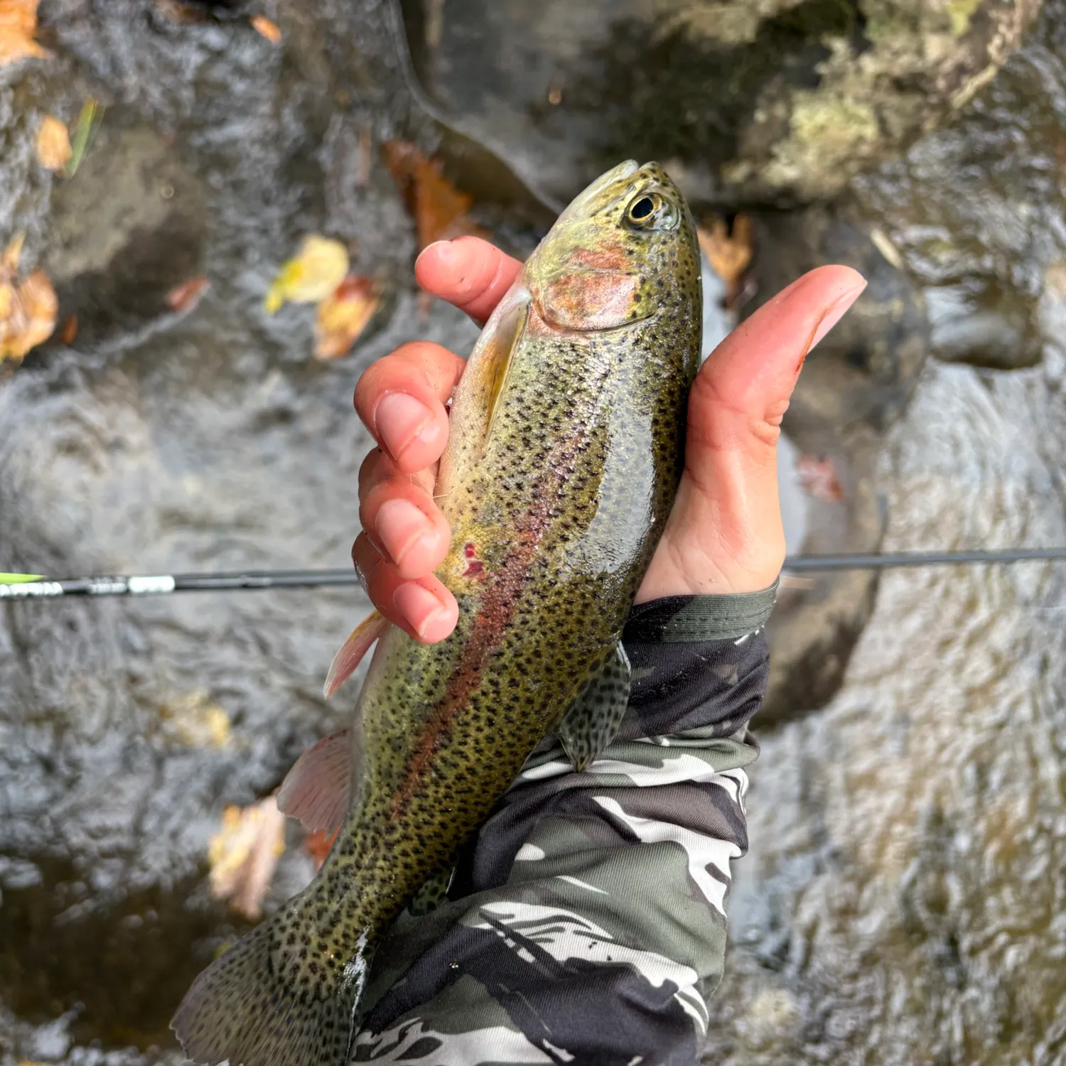 Rainbow trout caught on Fishbrain