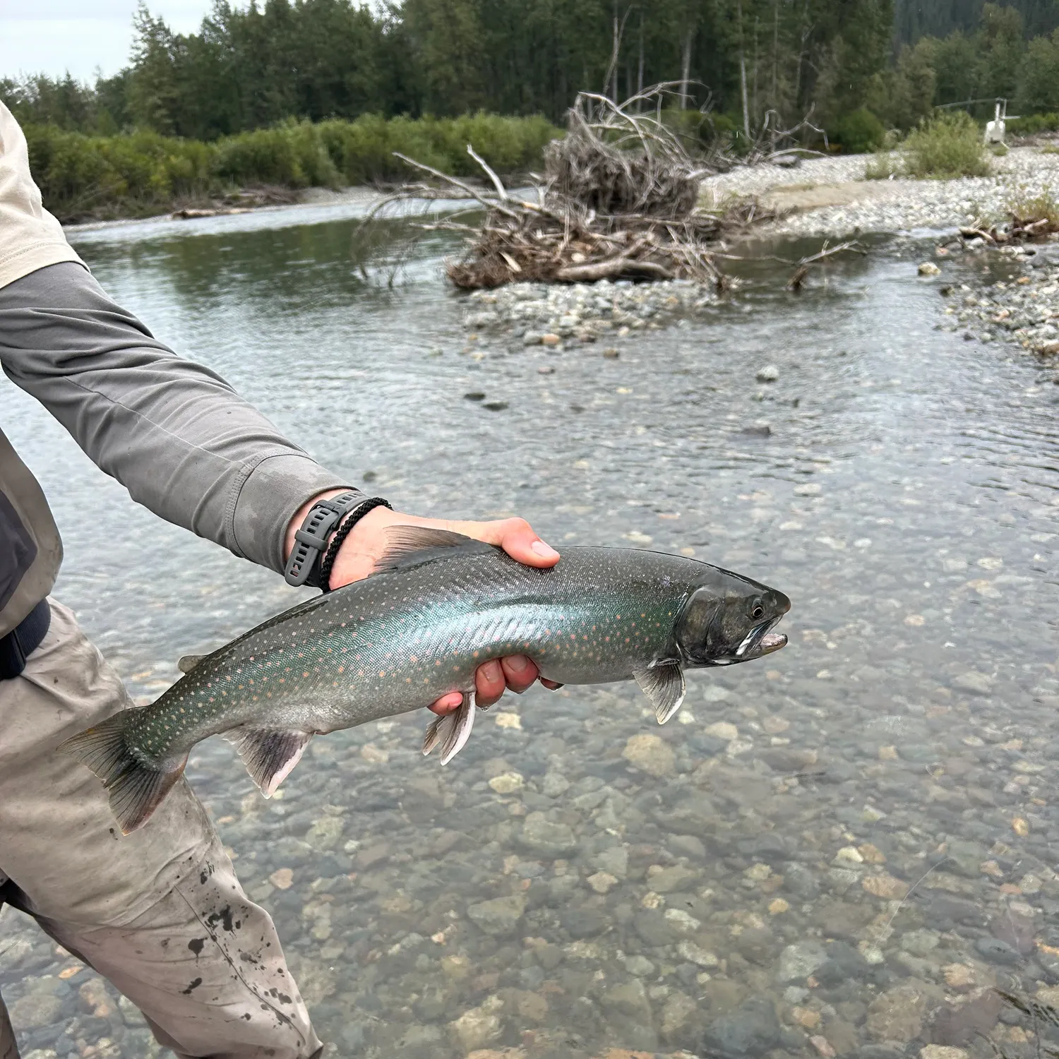 Dolly varden caught on Fishbrain