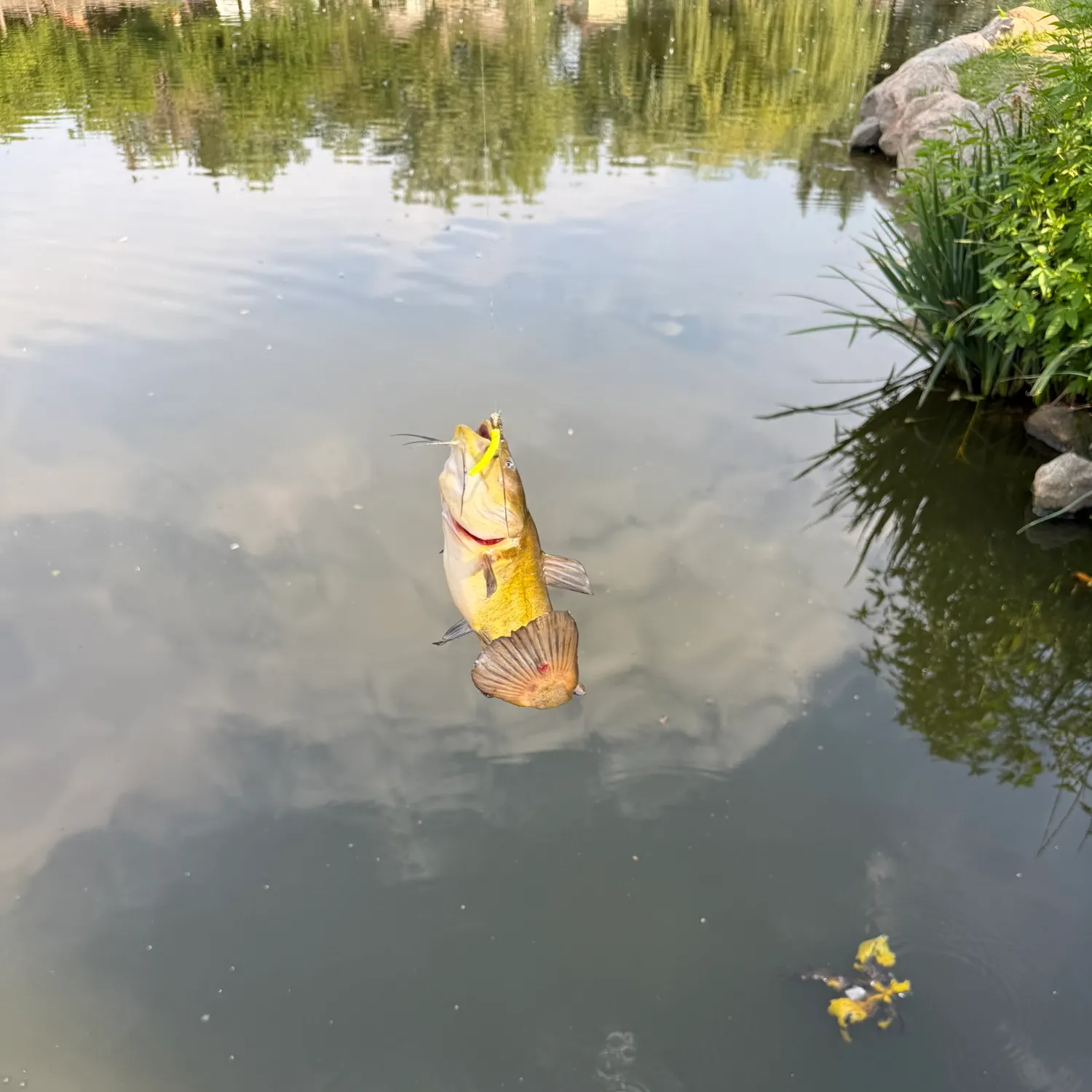 Black bullhead caught on Fishbrain