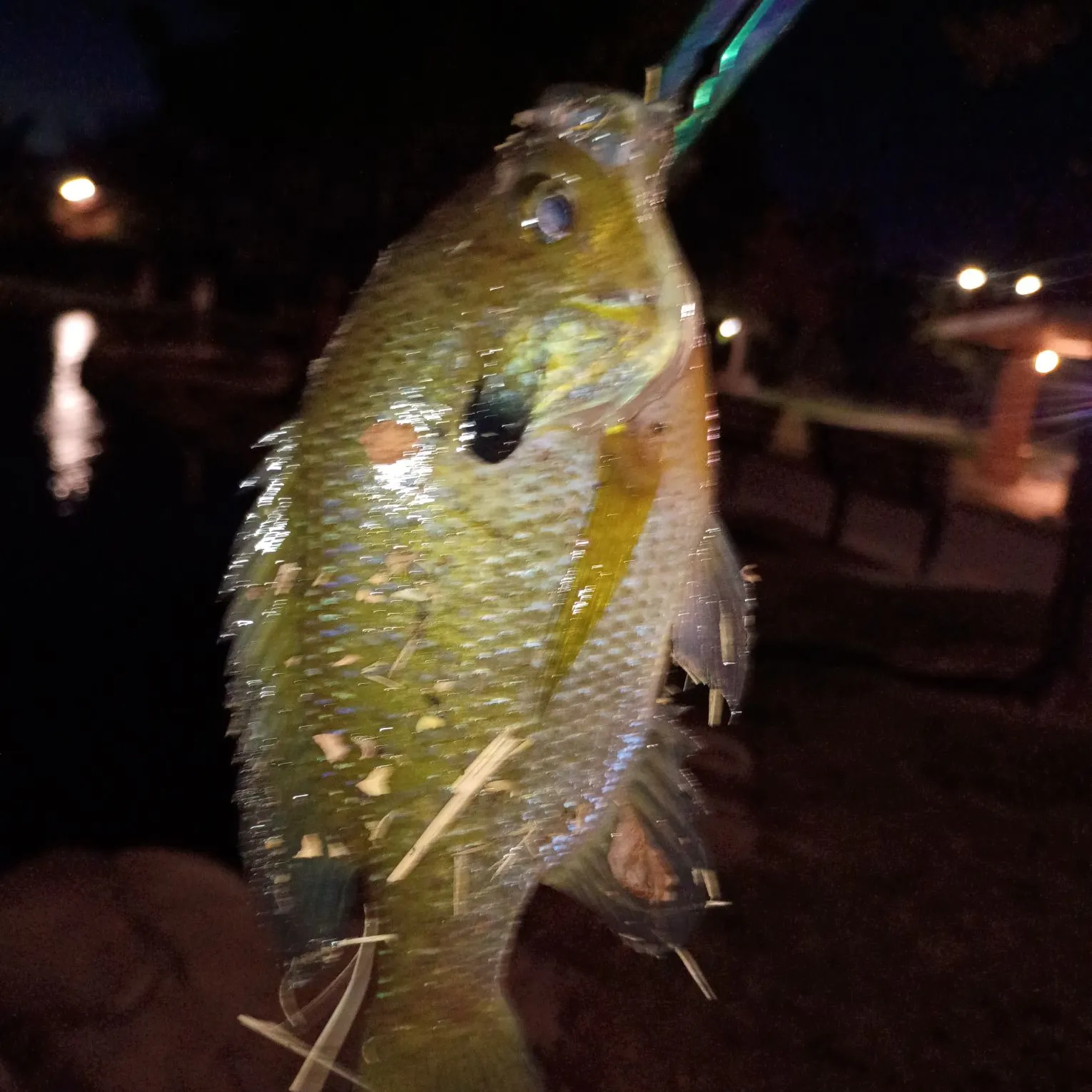 Redbreast sunfish caught on Fishbrain