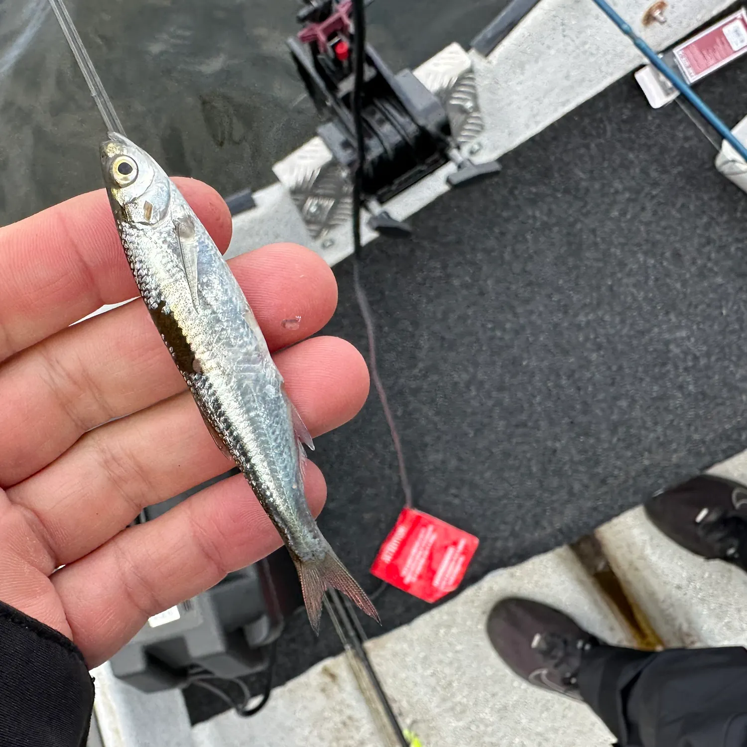 Common bleak caught on Fishbrain