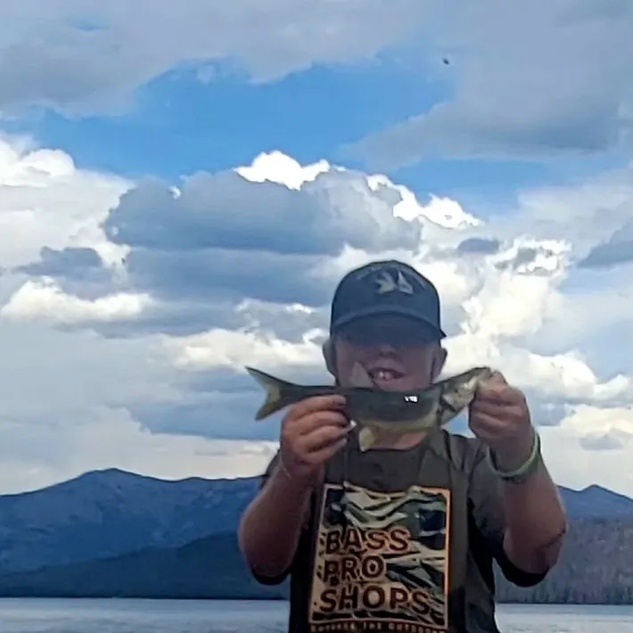 Northern pikeminnow caught on Fishbrain