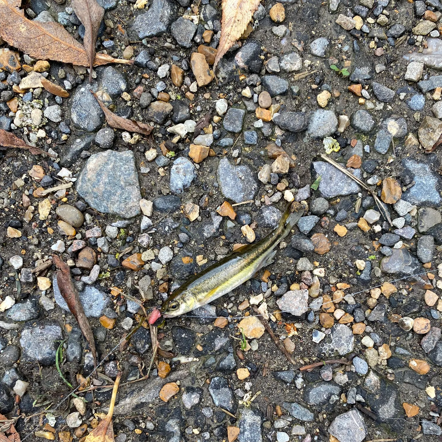 Eurasian minnow caught on Fishbrain