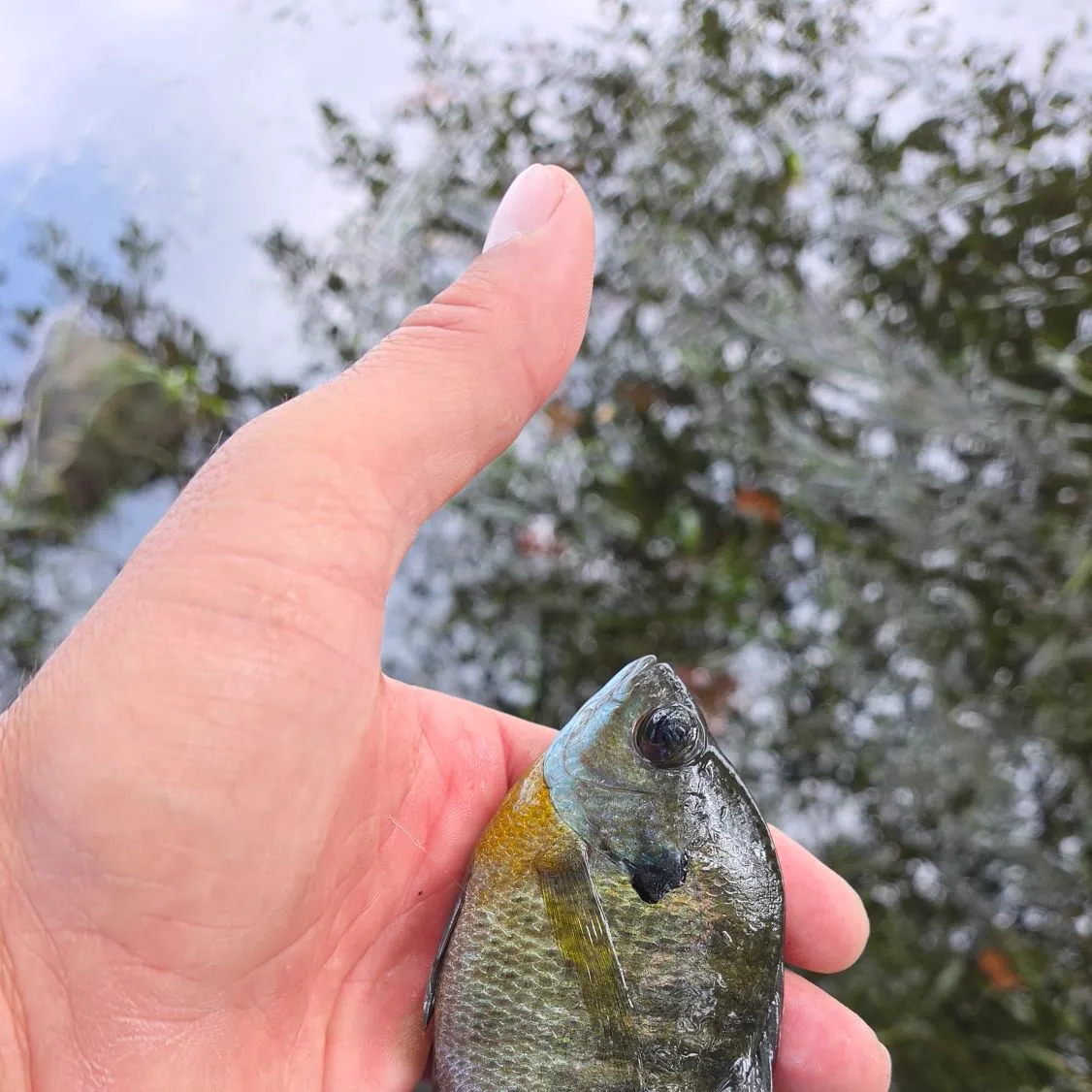 Bluegill caught on Fishbrain