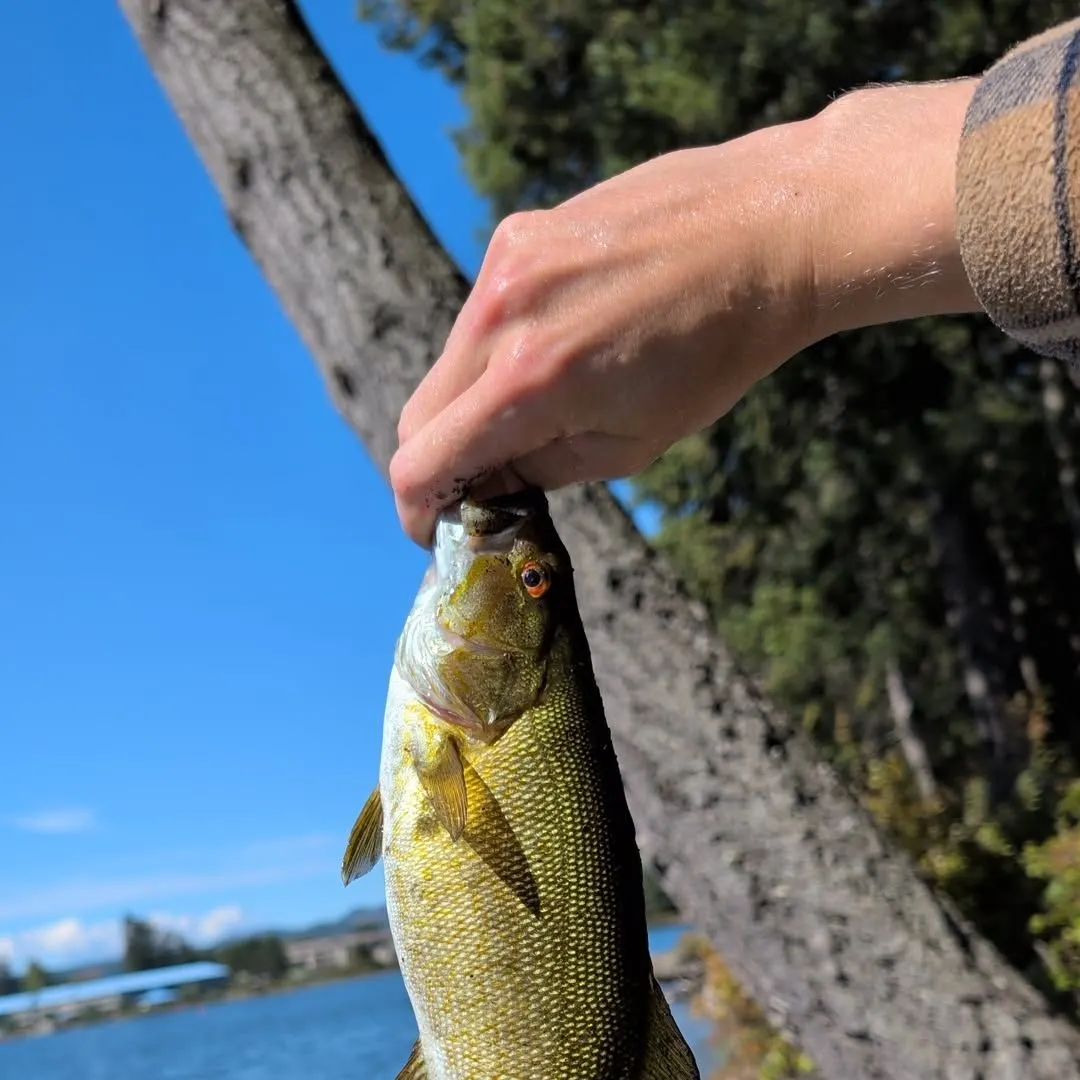 Smallmouth bass caught on Fishbrain