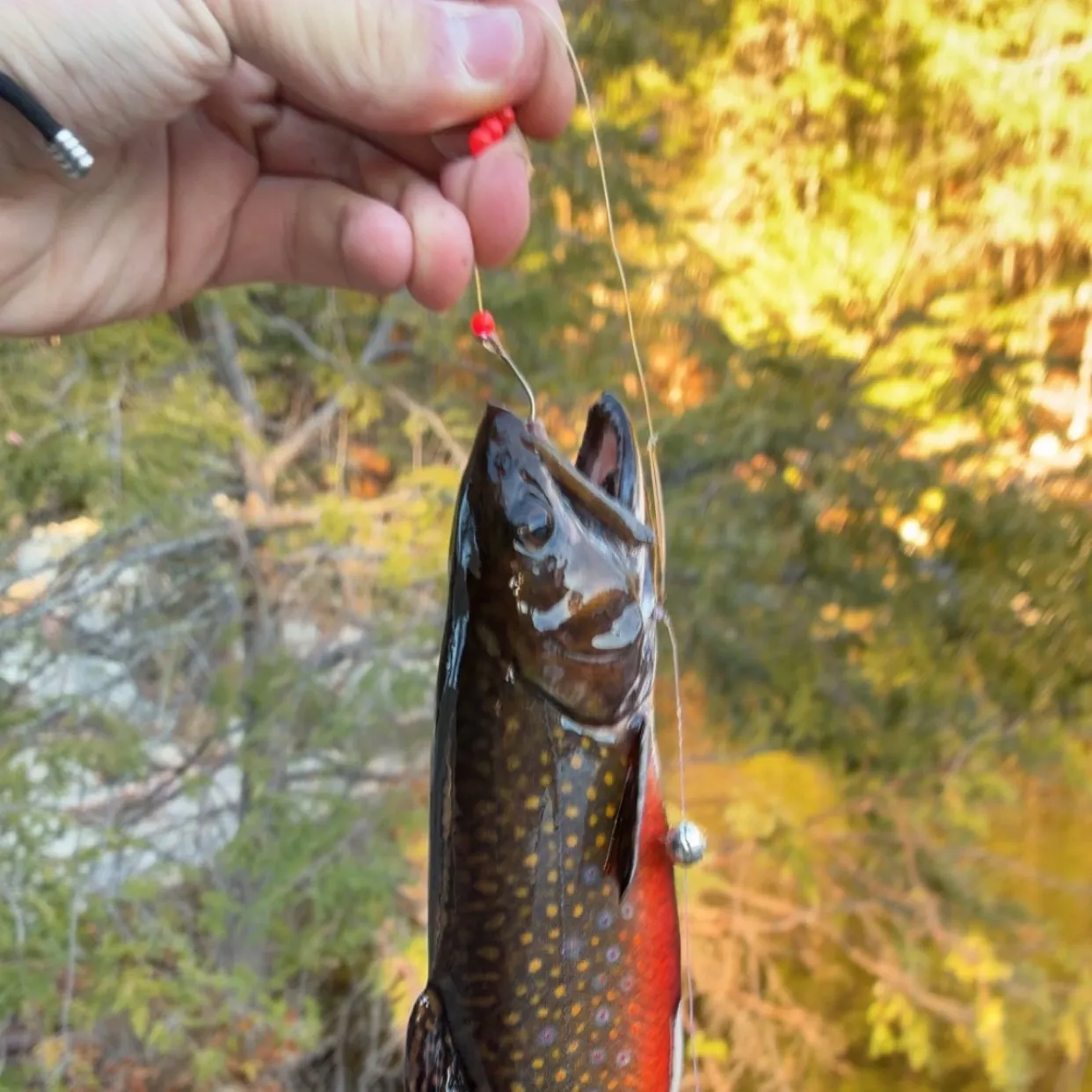 Brook trout caught on Fishbrain