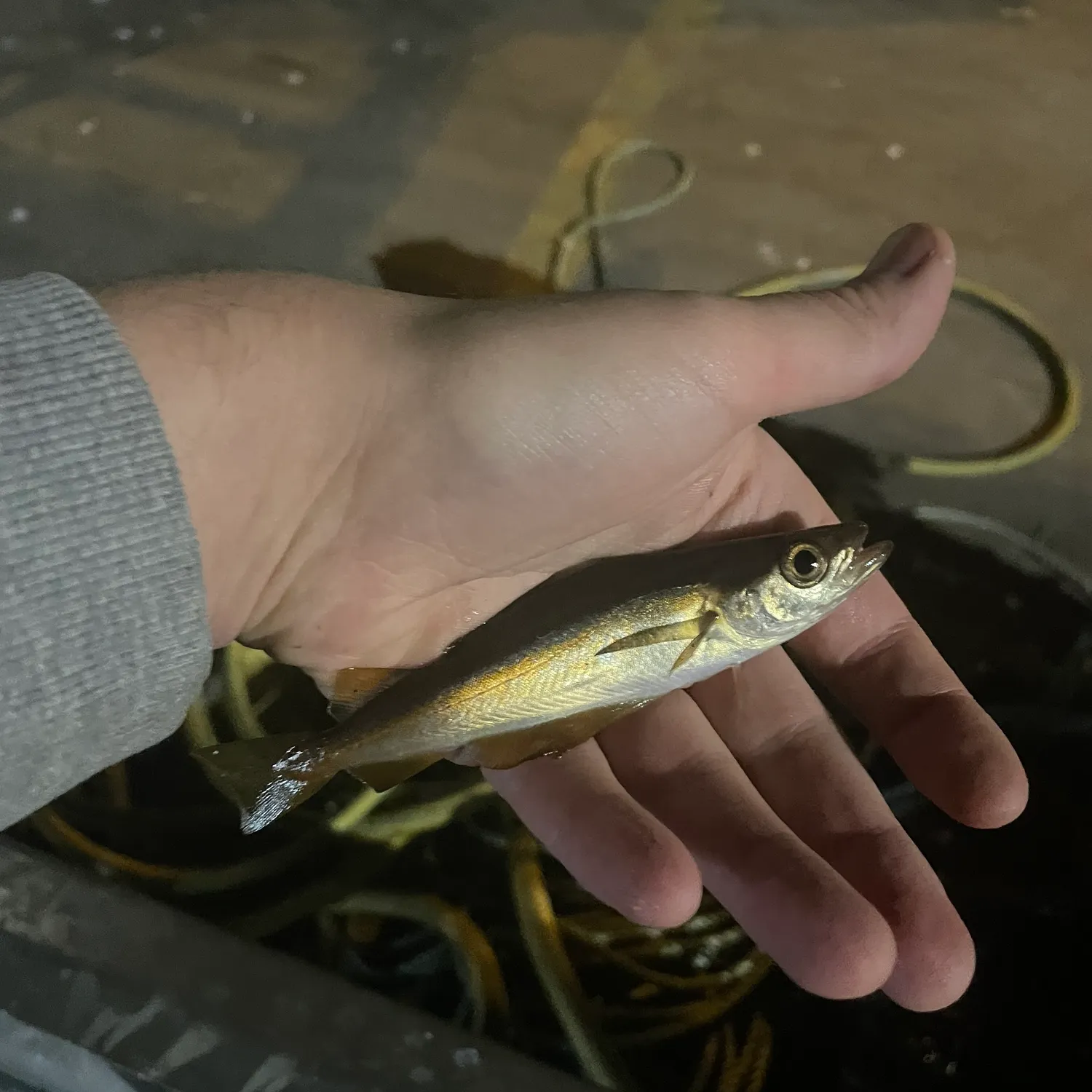 Pollack caught on Fishbrain