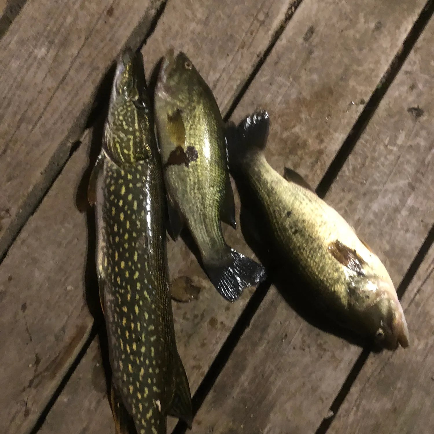 recently logged catches