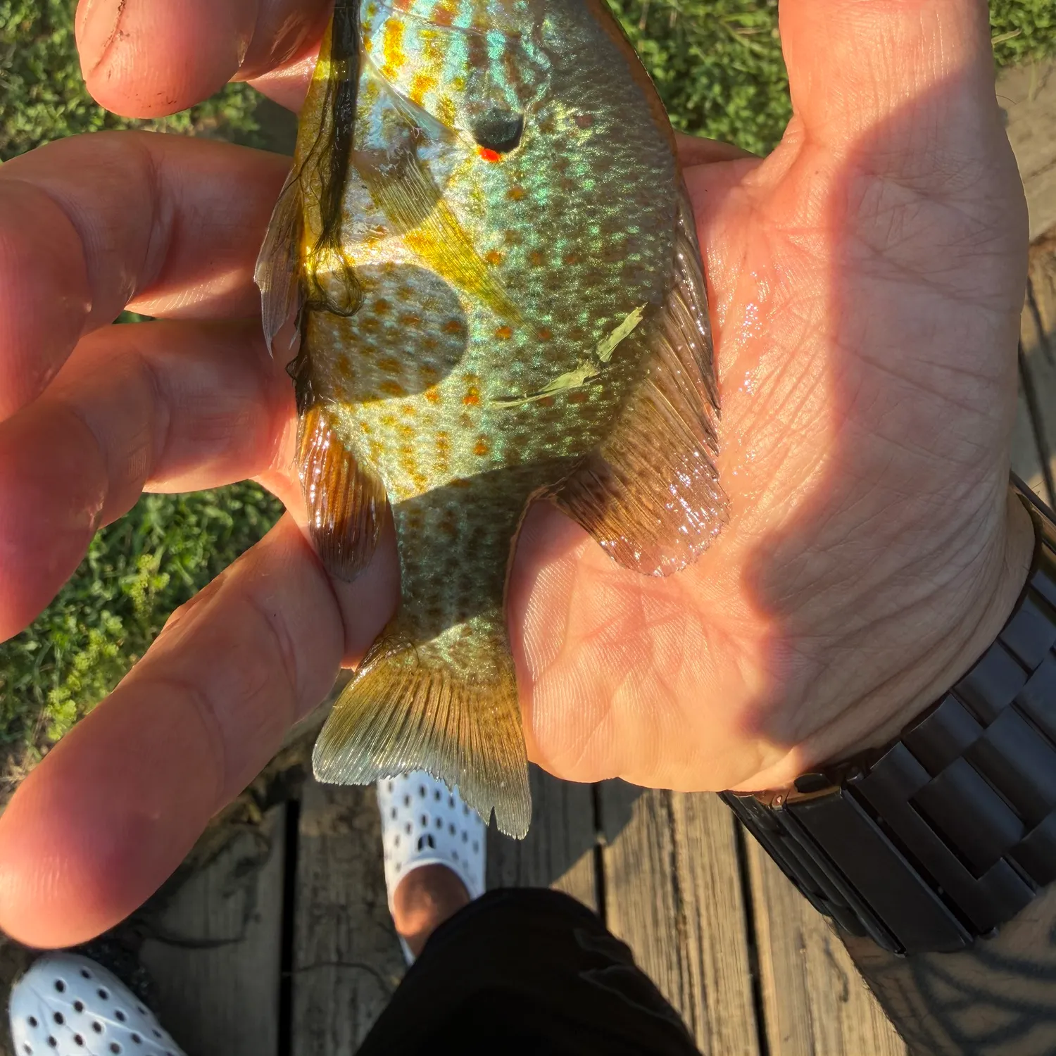 catch